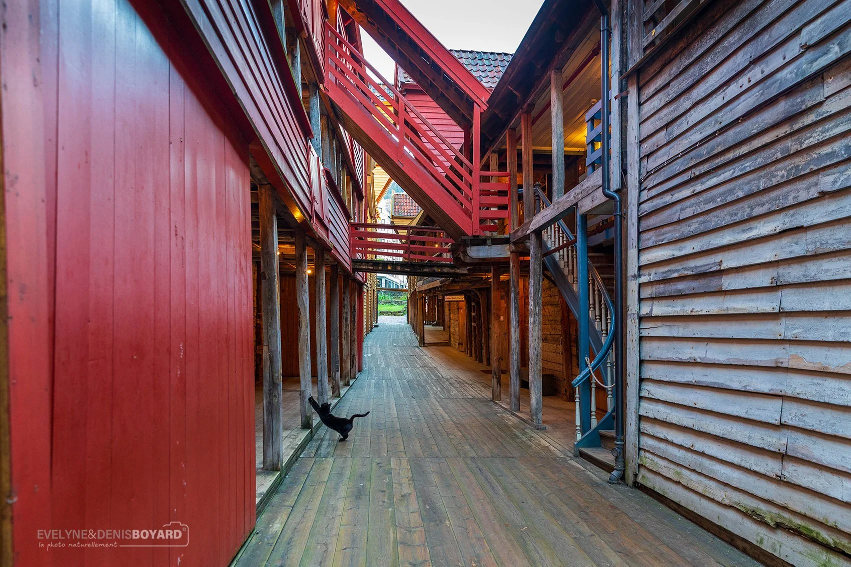 Chat dans une des ruelles de Bryggen.