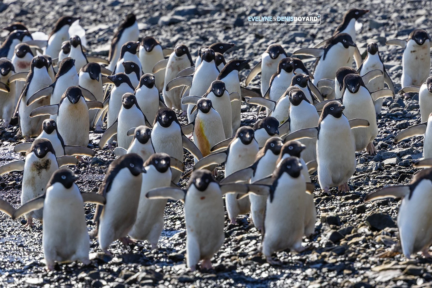 Groupe de manchots Adélie partant pour une pêche collective.