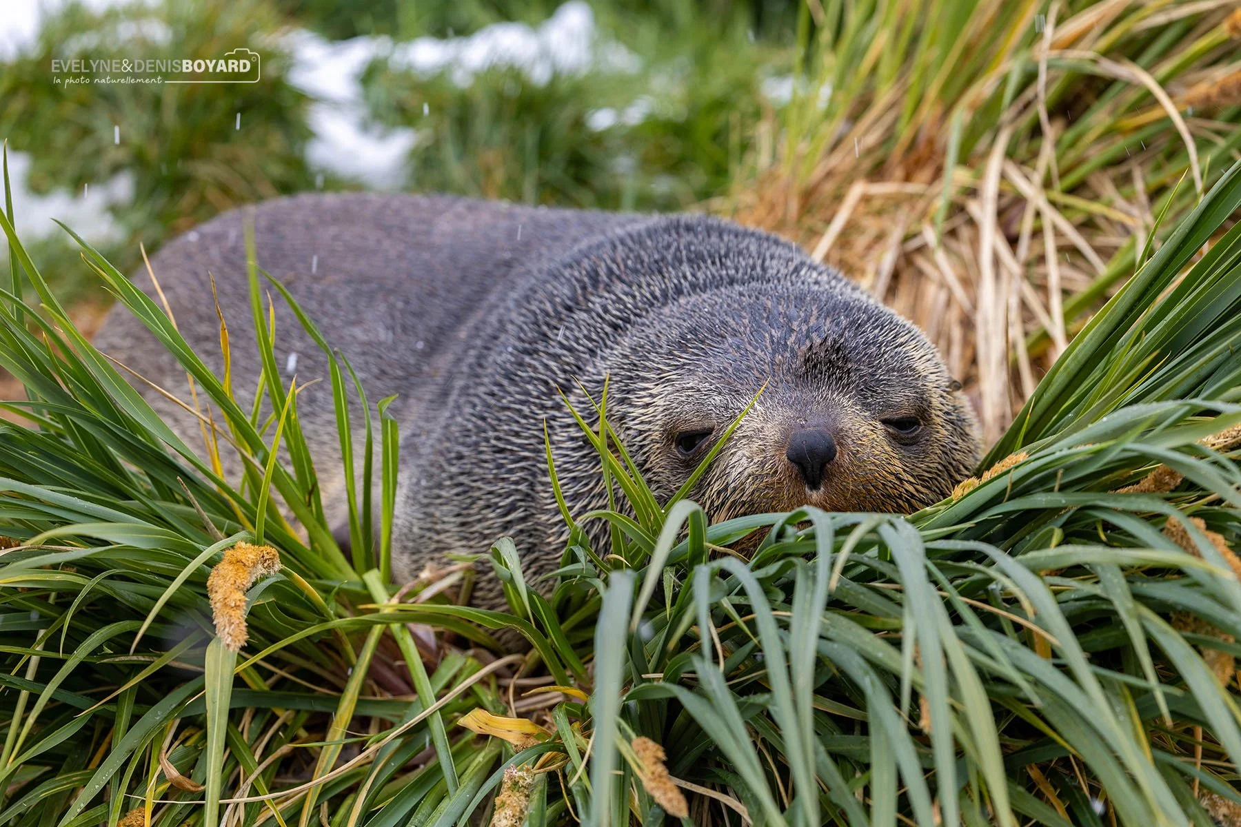 Sieste d'une otarie à fourrure antarctique.