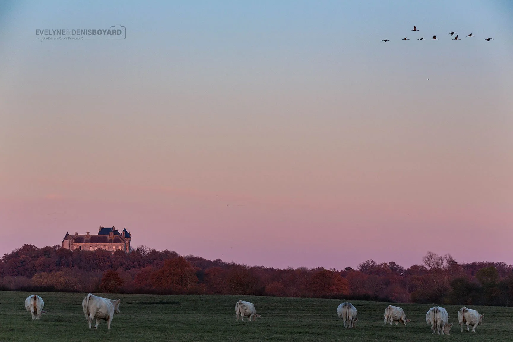 Château du Bouchet, avec vol de grues cendrées (haut droit)