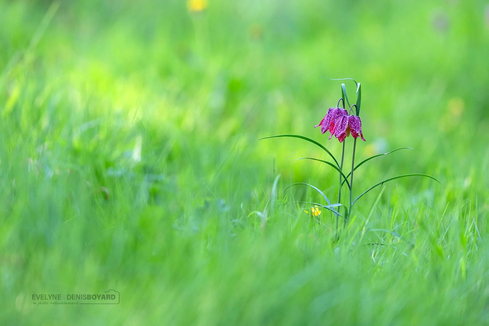 Fritillaires.