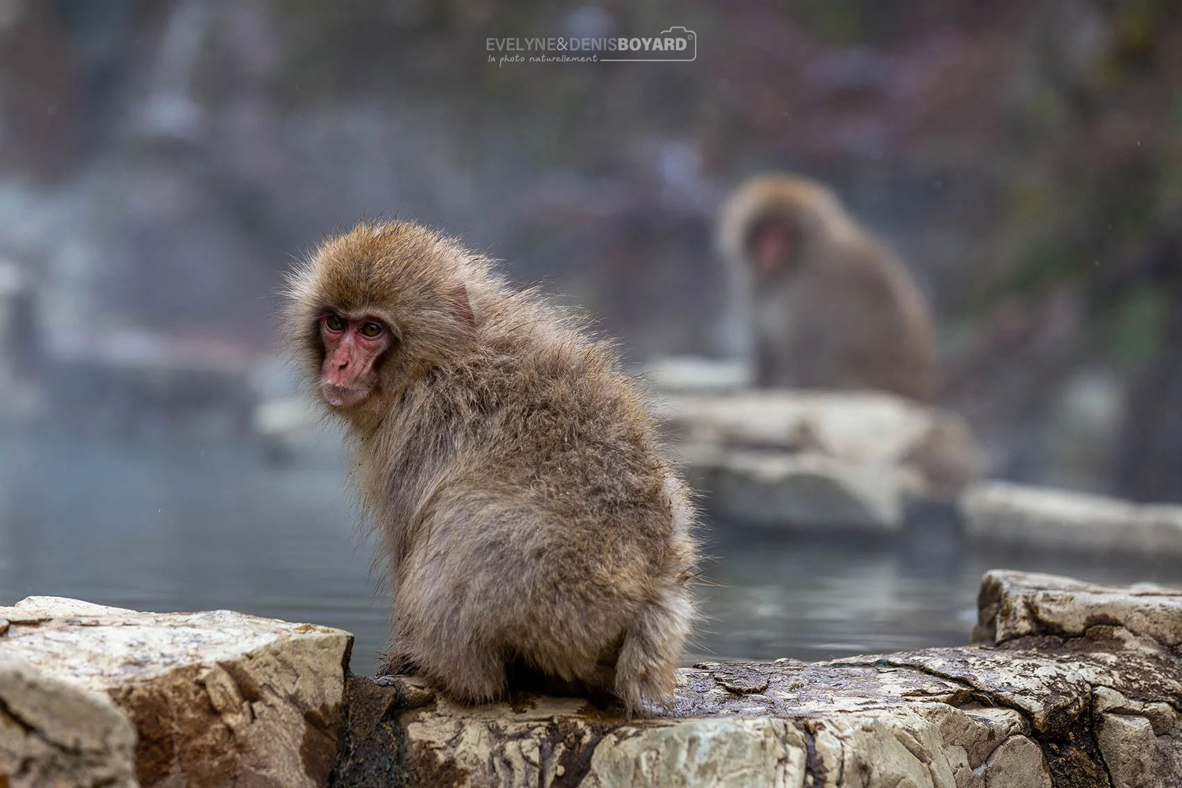 Jeune macaque des neiges près d'une source chaude.