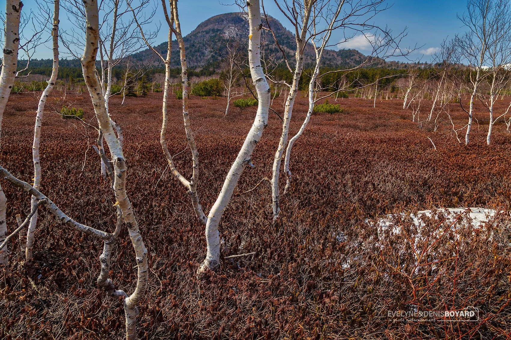 Bouleaux près du volcan Iô-Zan, Hokkaido.