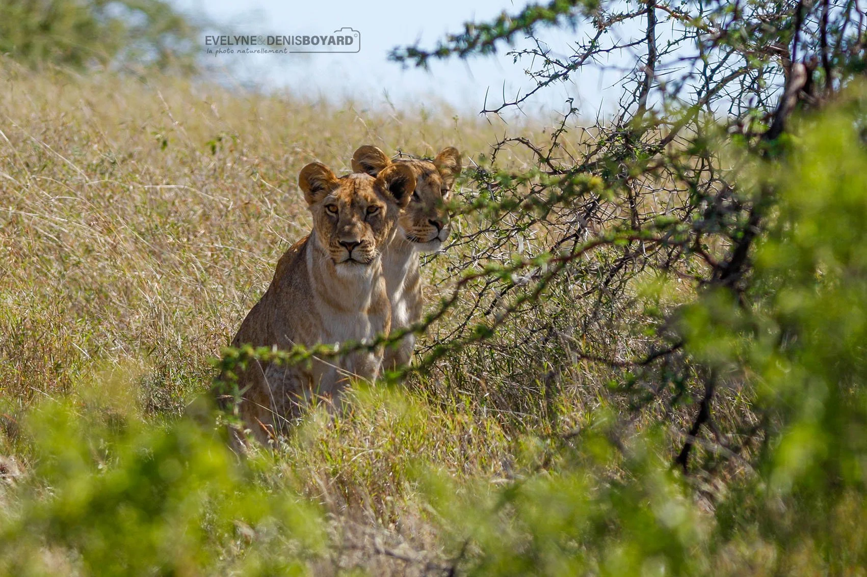 Lionnes à l'heure de la sieste.
