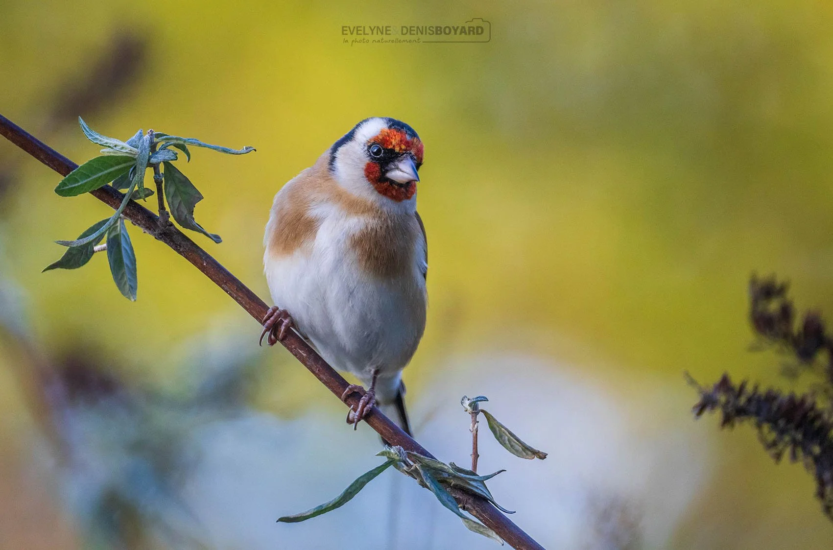 Chardonneret élégant (Vienne).