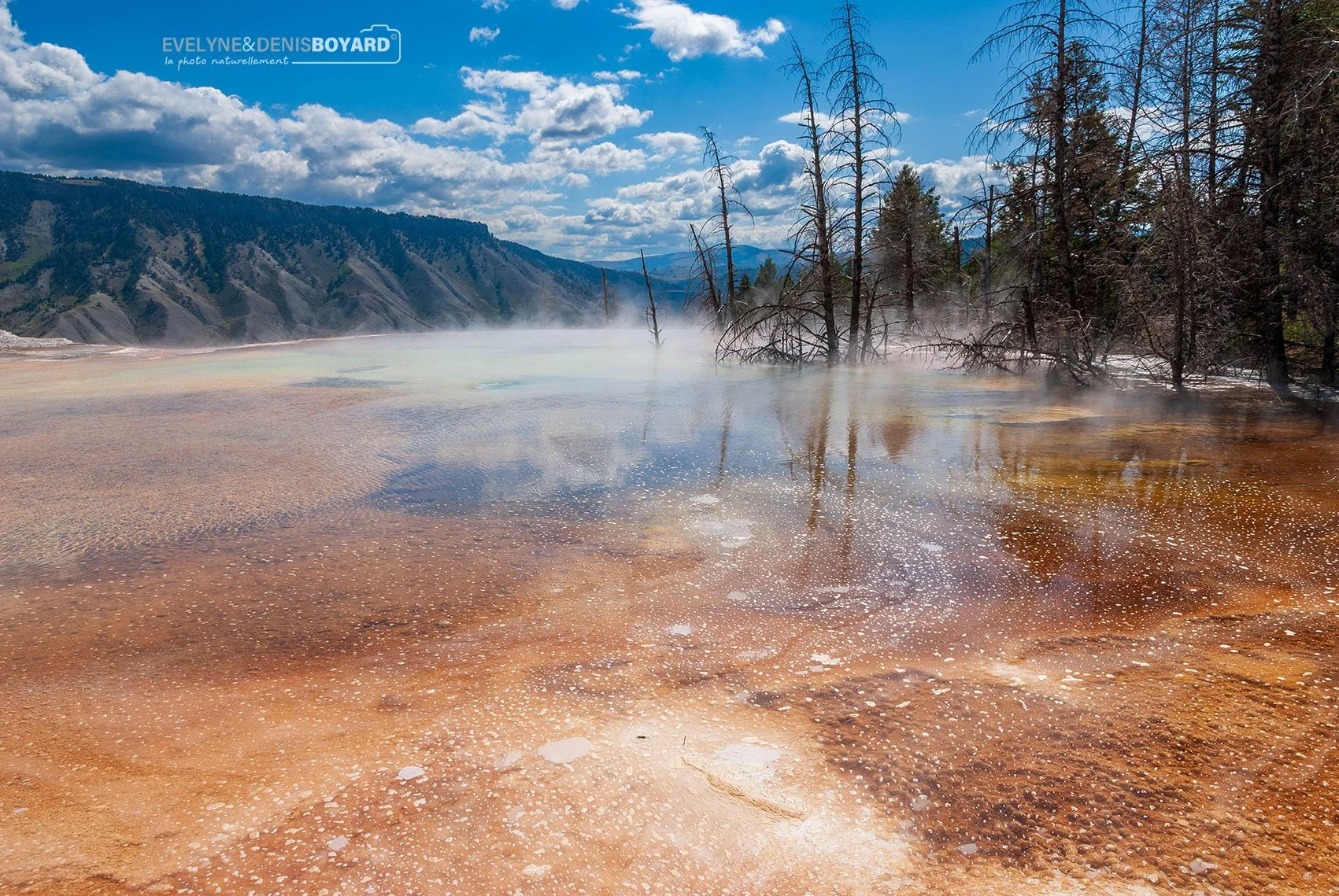 Sources chaudes de Mammoth Hot Springs, PN du Yellowstone (Wyoming).