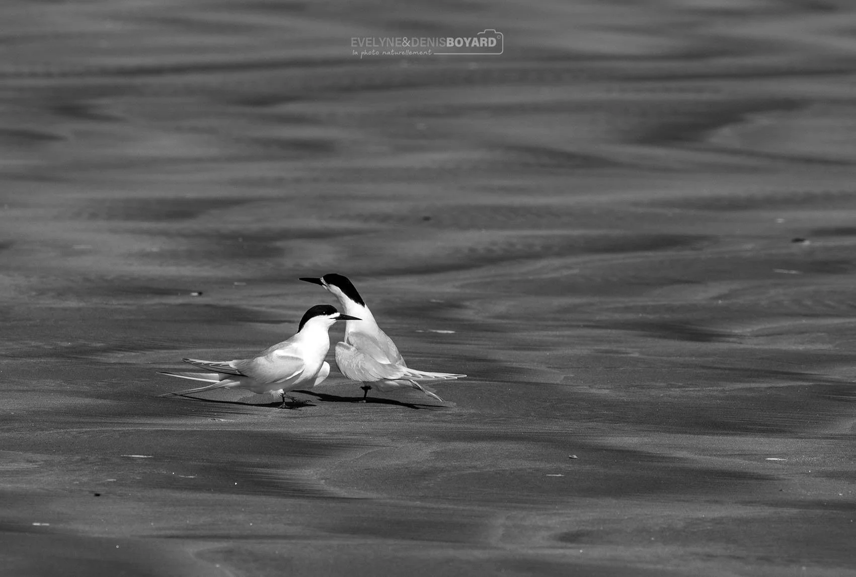 Couple de sternes tara ou à front blanc.