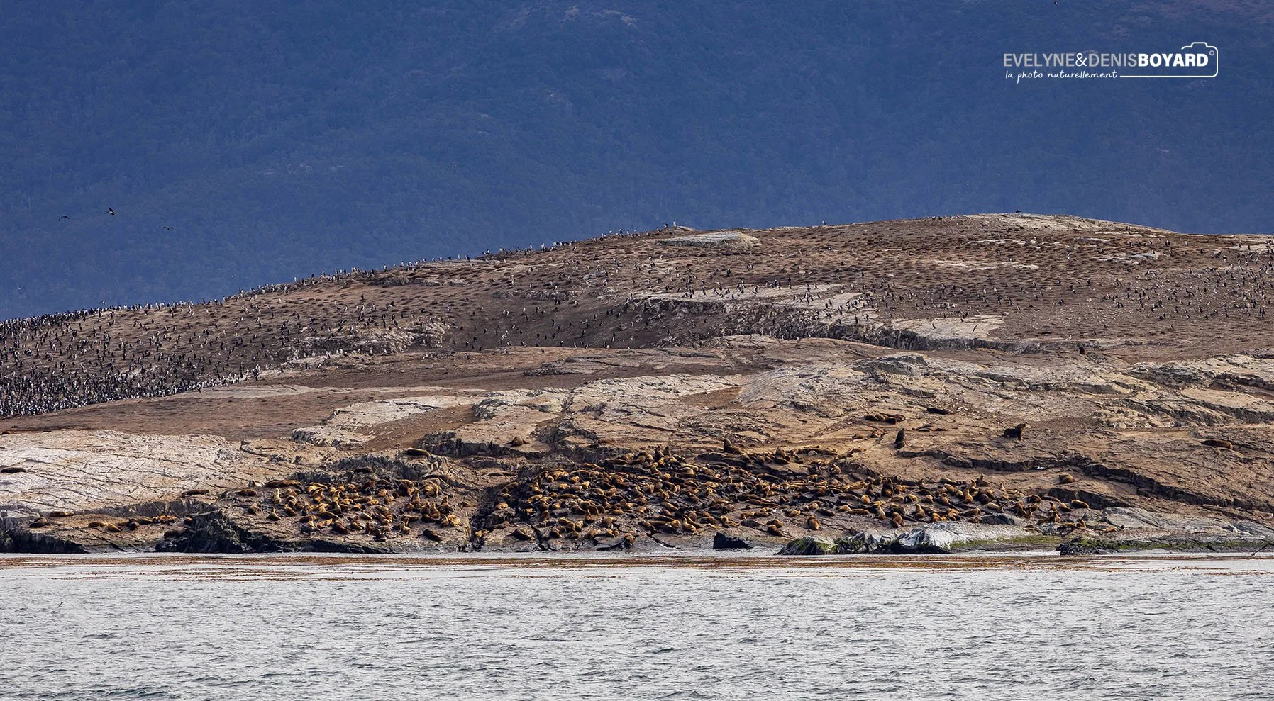 Colonie d'otaries à fourrure (au pied de la colline) et colonie de cormorans impériaux.