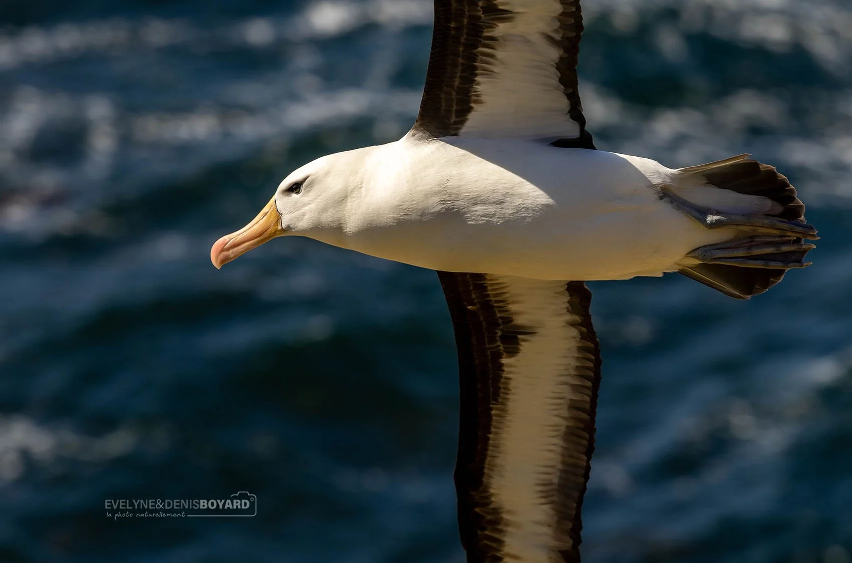 Albatros à sourcils noirs.