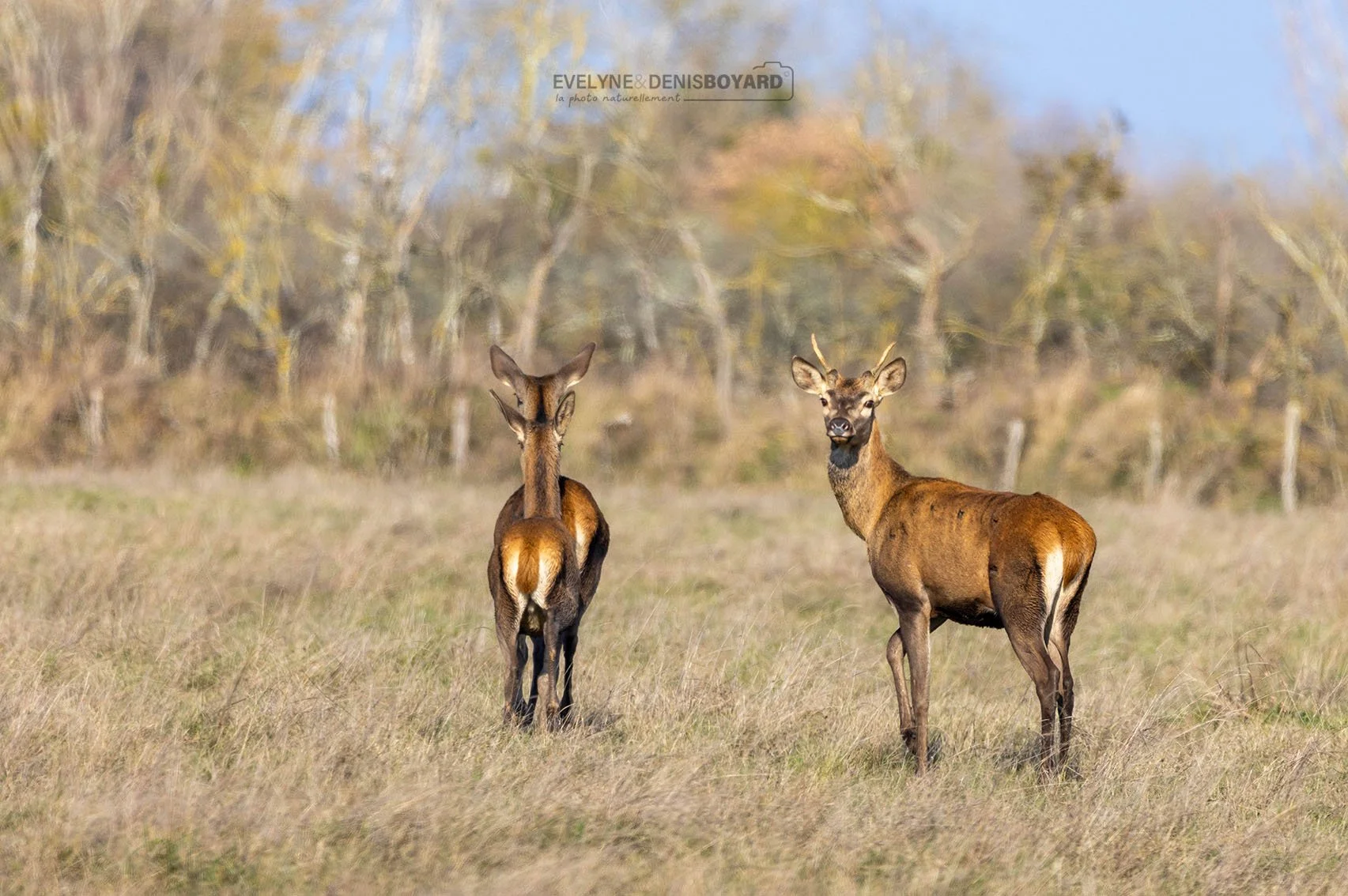 Jeunes cerfs élaphes.