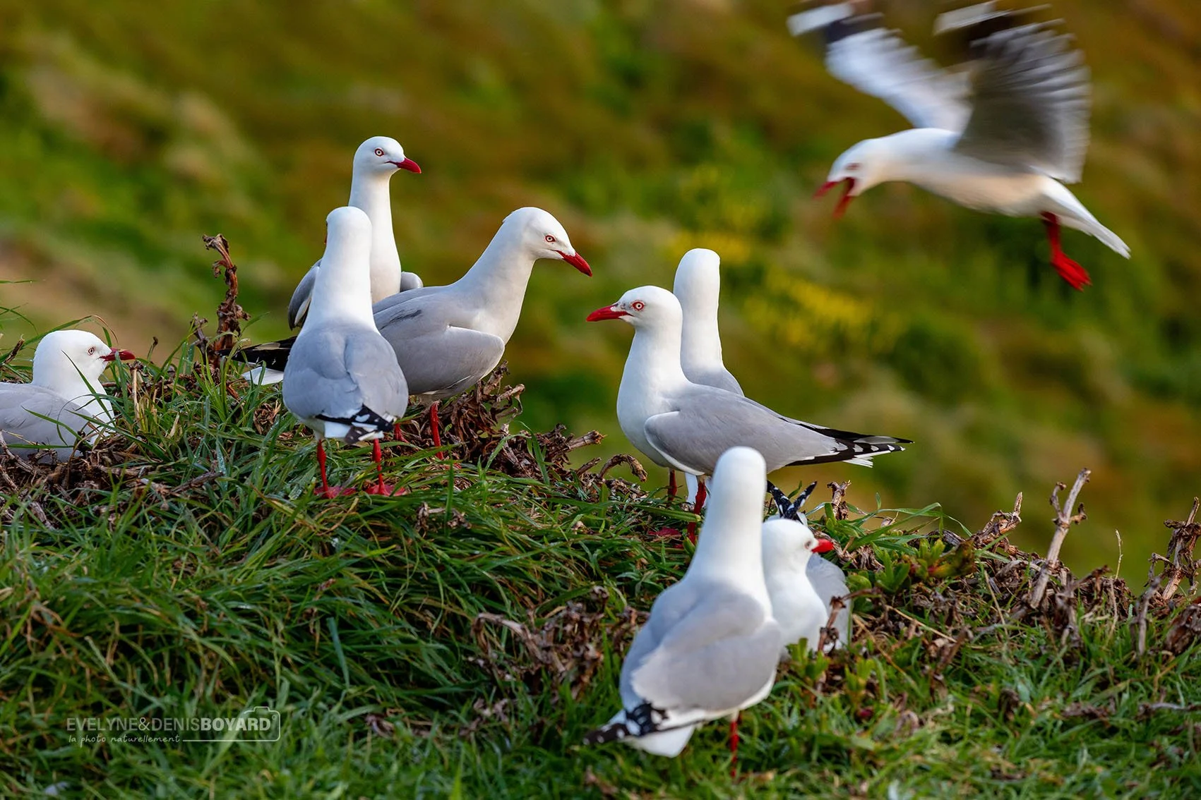 Mouettes scopulines.