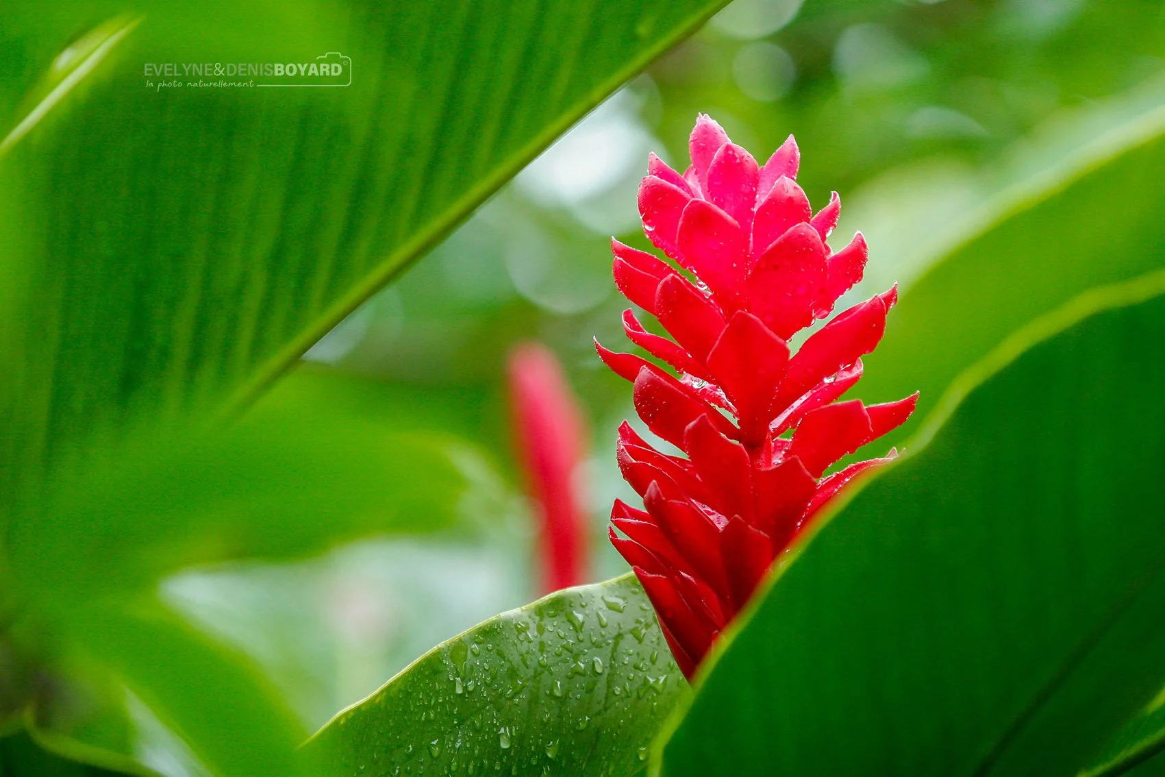 Fleur d'Alpinia (Guadeloupe).