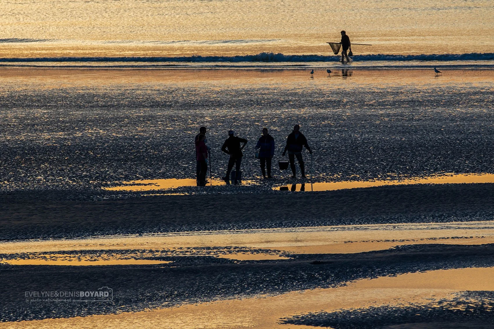 Pêcheurs à pied à Cayeux (Somme).