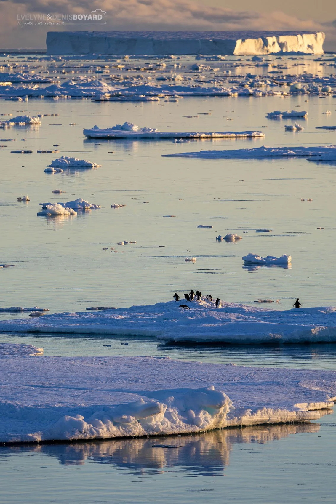 Manchots Adélie sur fond d'iceberg tubulaire.