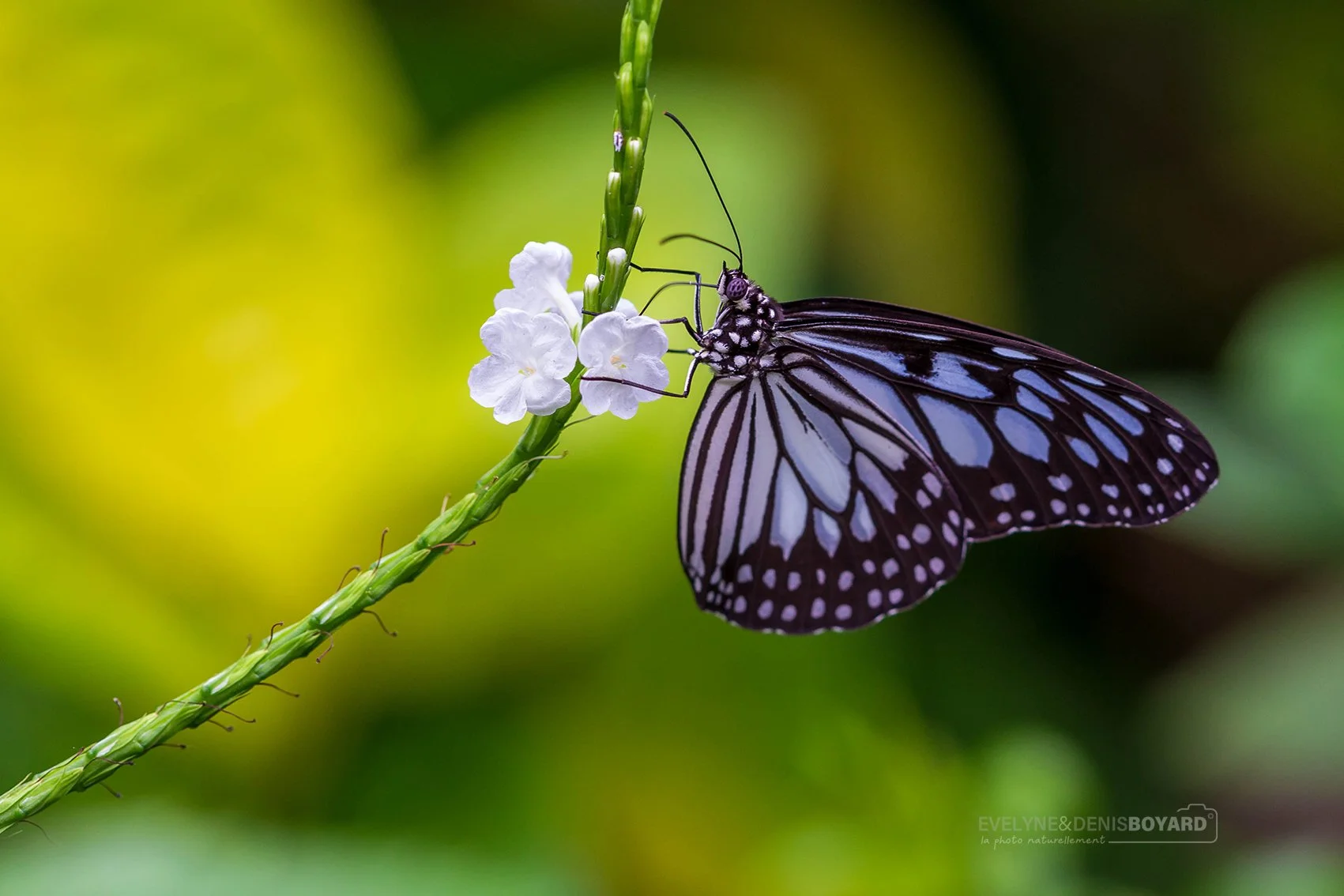 Papillon Danaus melanippus (photographié en serre).
