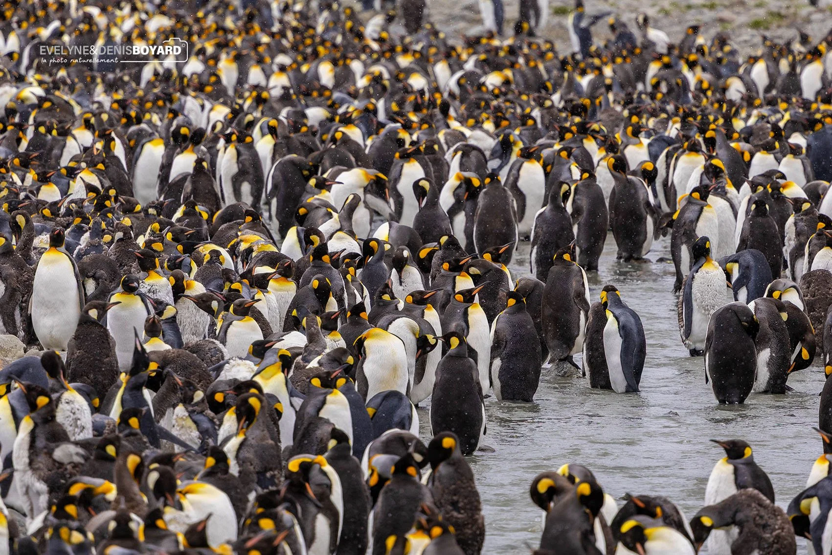 Colonie de manchots royaux dans la baie de Saint-Andrews.