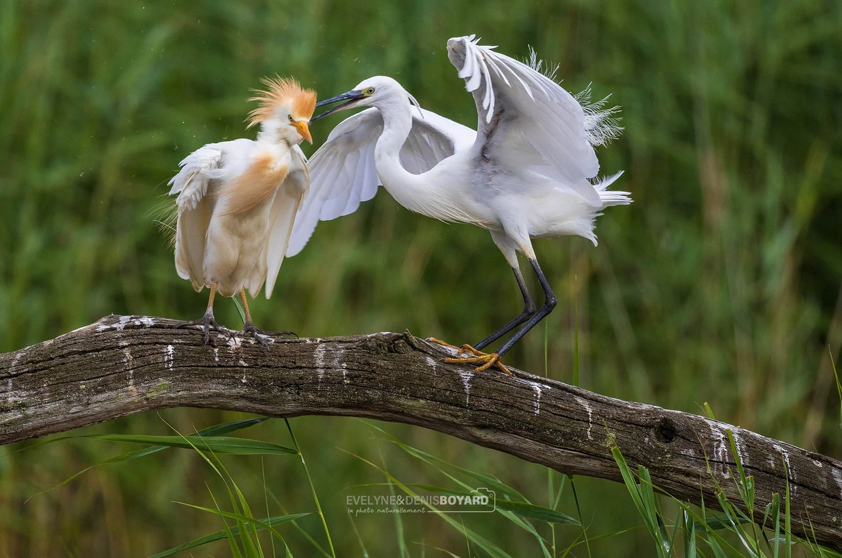 Défense de territoire entre un héron garde-bœuf (à gauche) et une aigrette garzette.