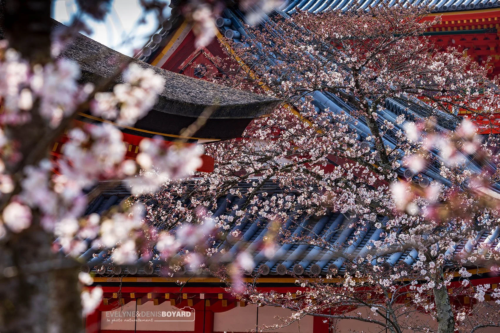 Le temple Kiyomizu-Dera au printemps à Kyoto.