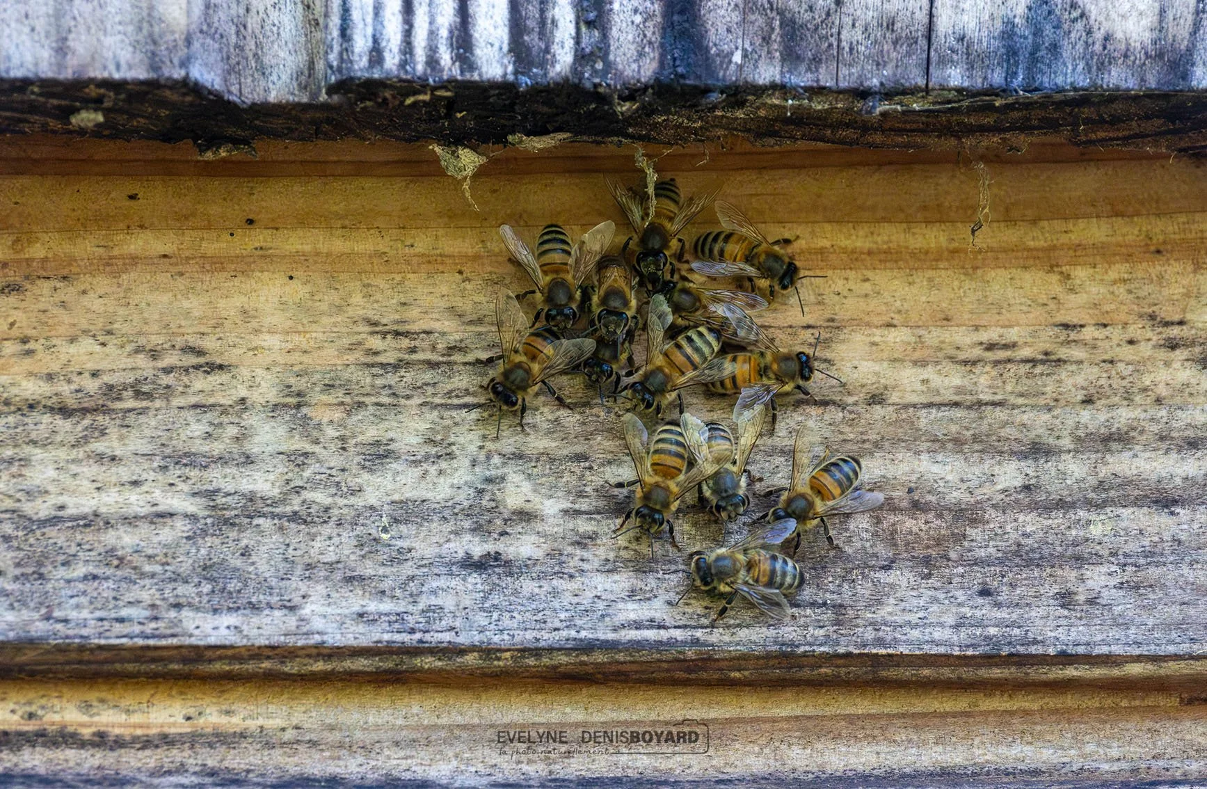 Danse d'abeilles domestiques.