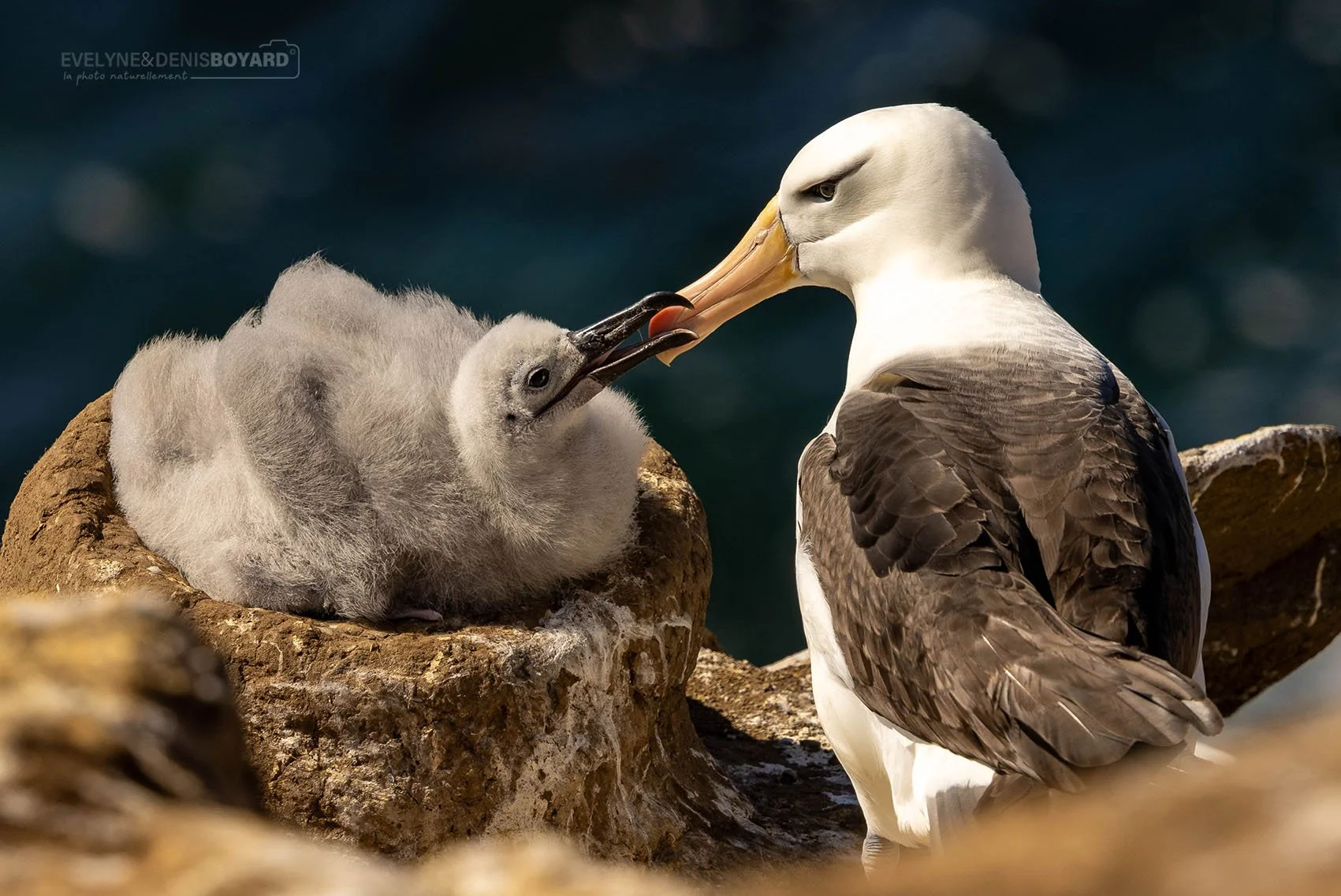 Nourrissage d'un jeune albatros à sourcils noirs au nid.