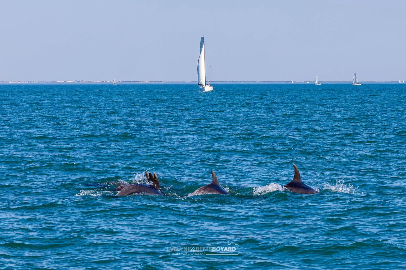 Grands dauphins en Charente-Maritime.