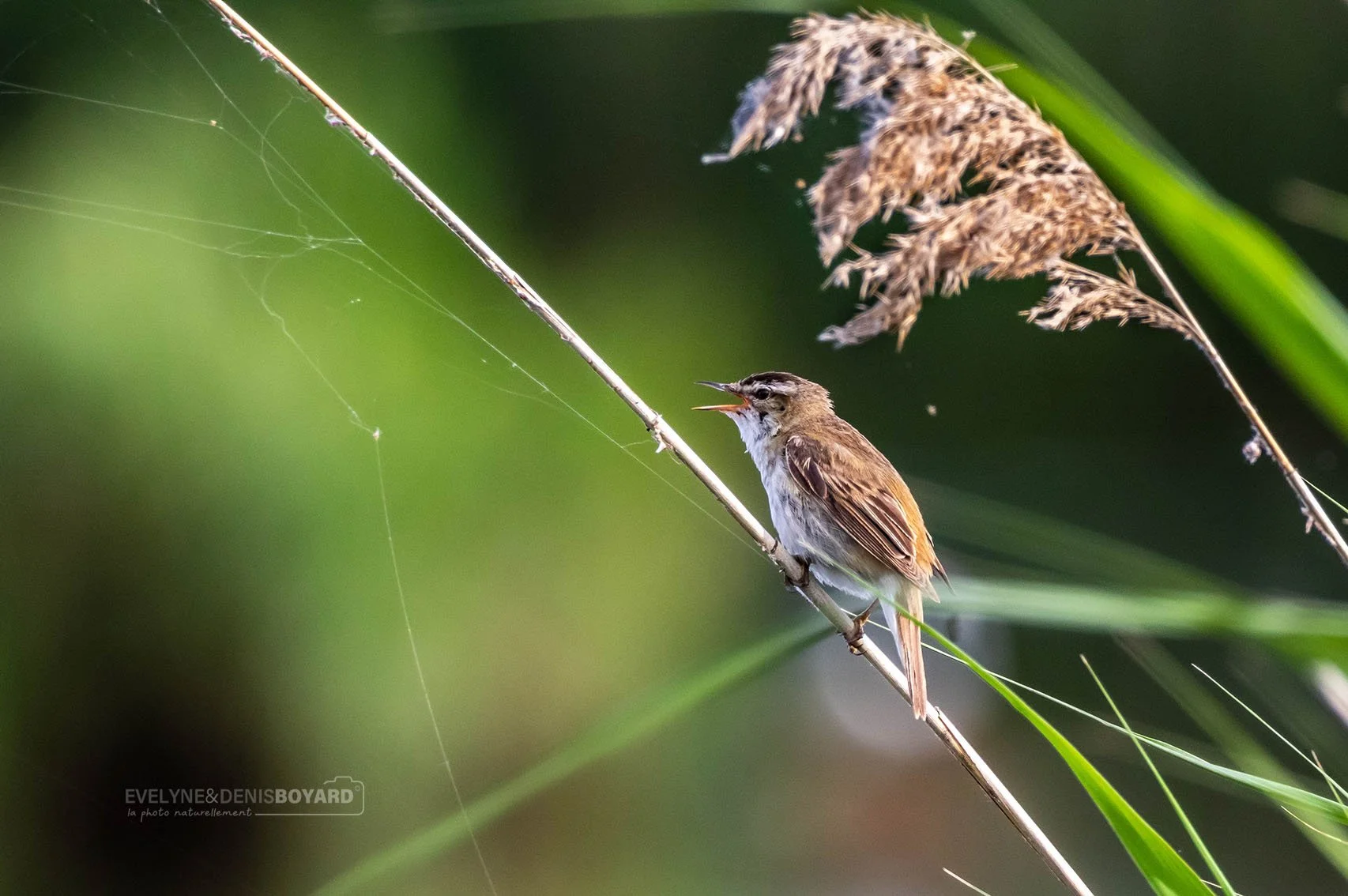 Phragmite des joncs.