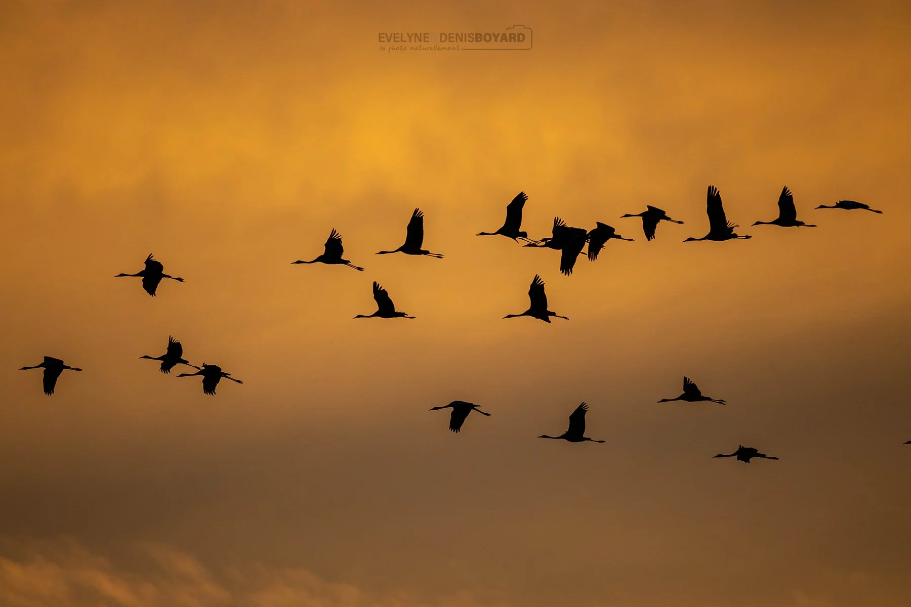 Vol de grues cendrées au soleil couchant (Brenne).