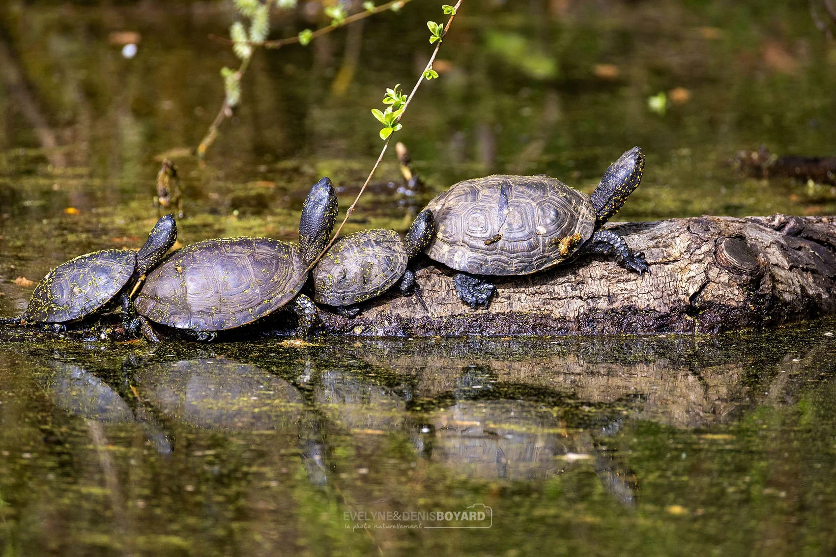"Guirlande" de tortues cistudes.