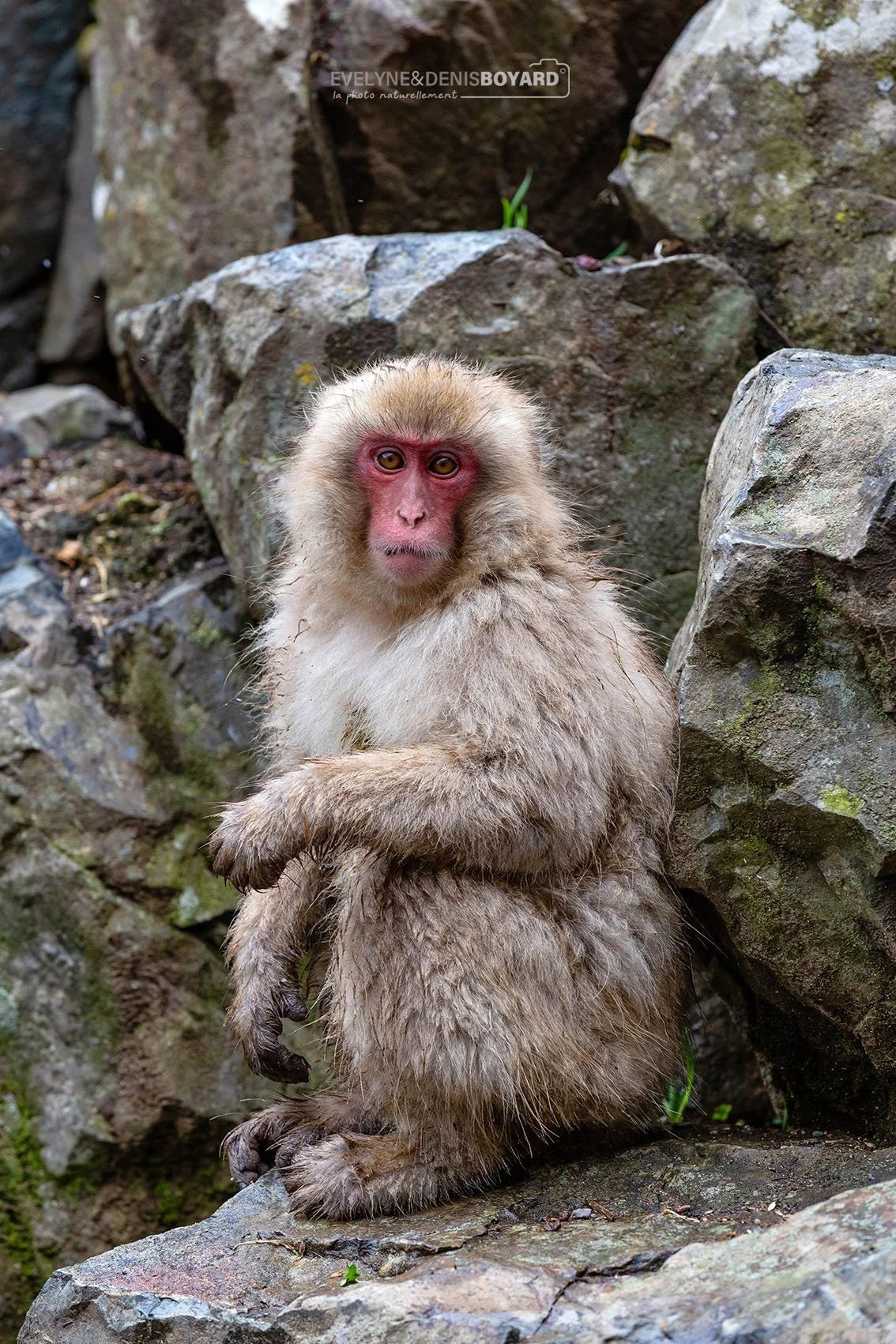 Macaque des neiges à Jigokudani.