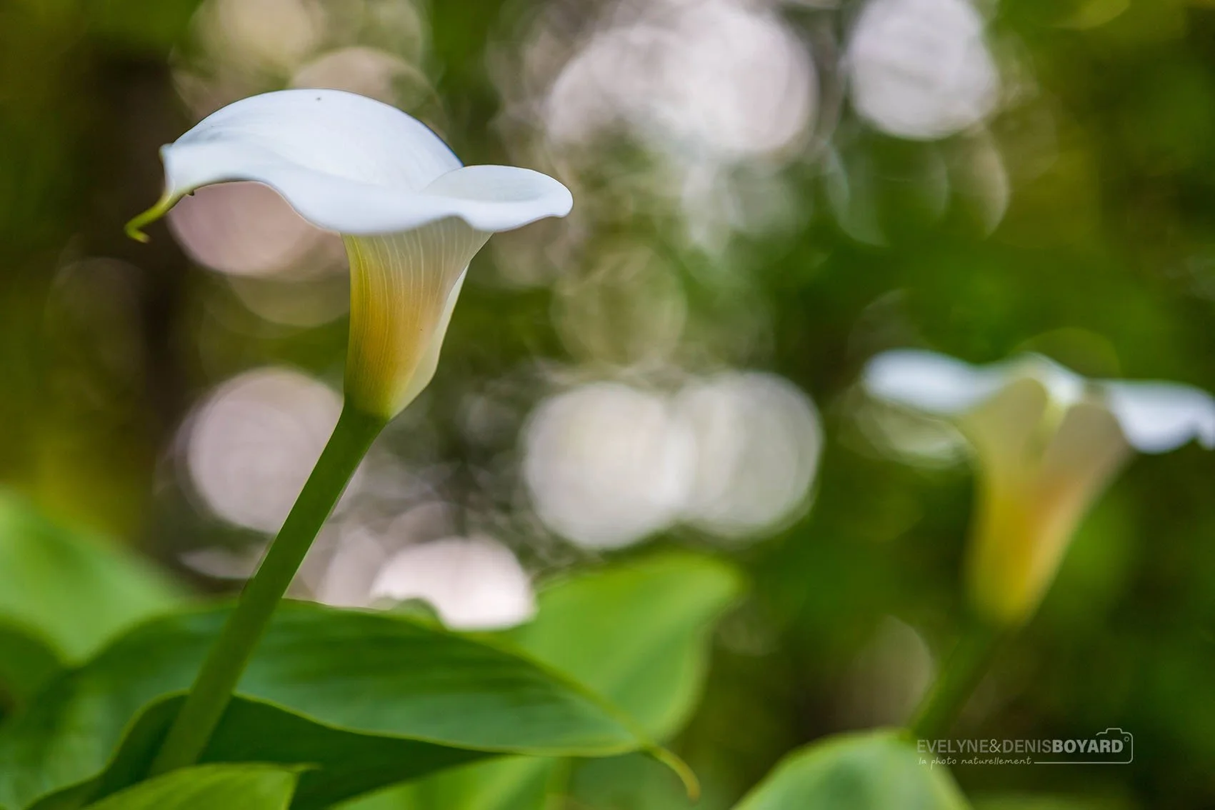 Fleurs d'arum ou calia.