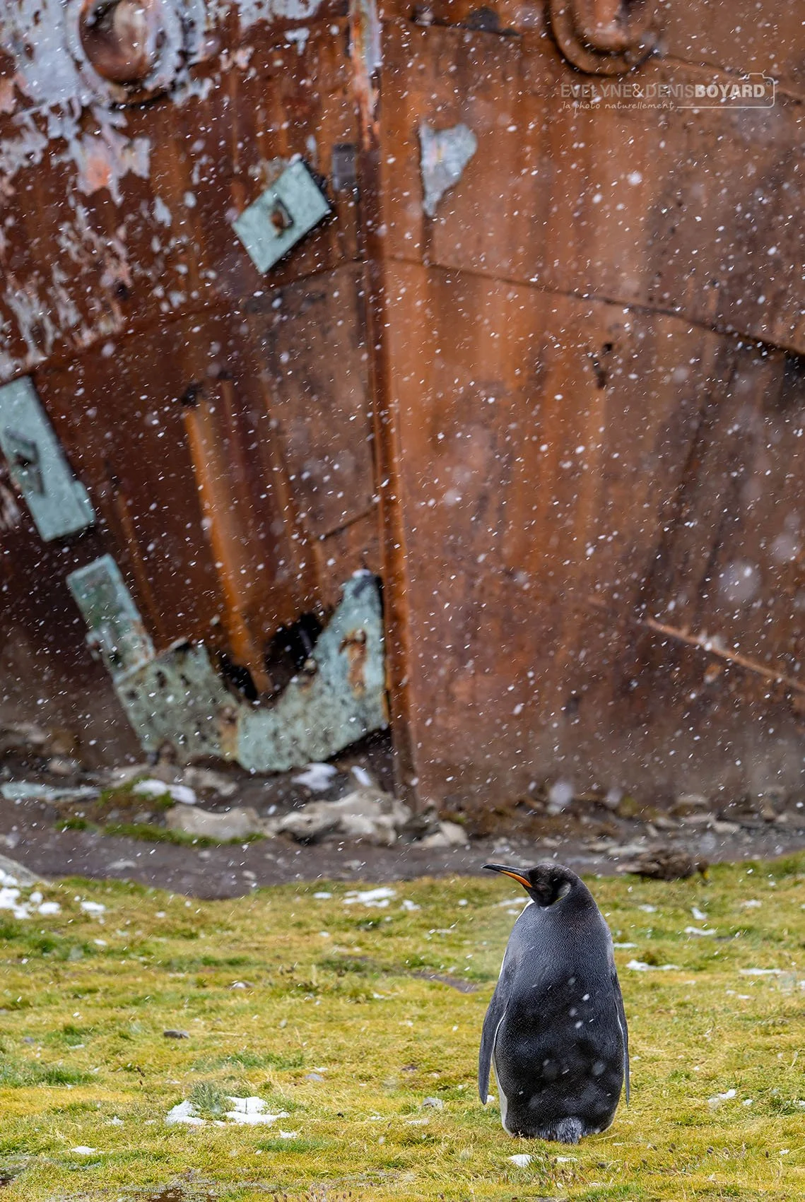 Manchot royal devant l'épave d'un bateau harponneur à Grytviken.