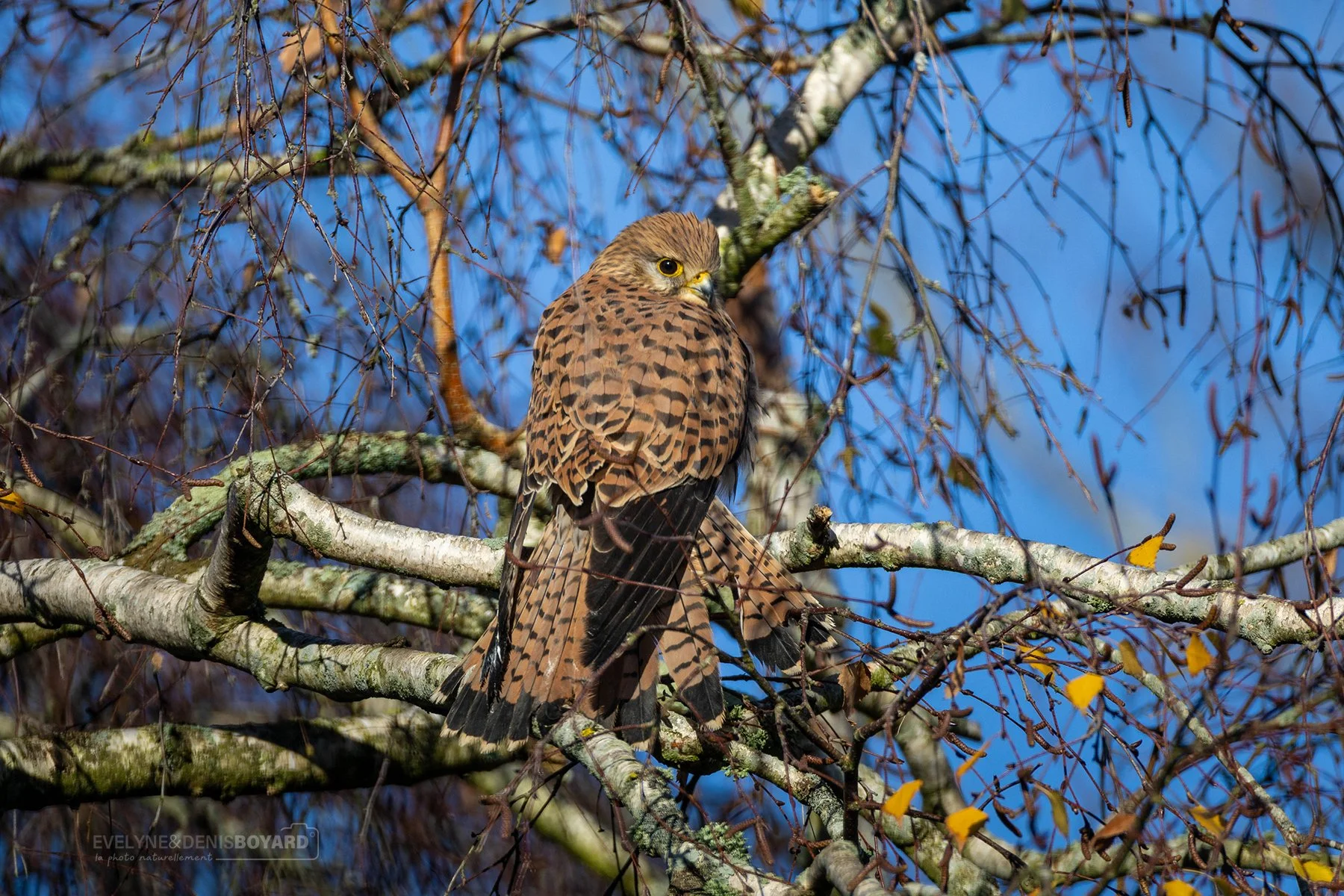 Faucon crécerelle dans la Vienne.