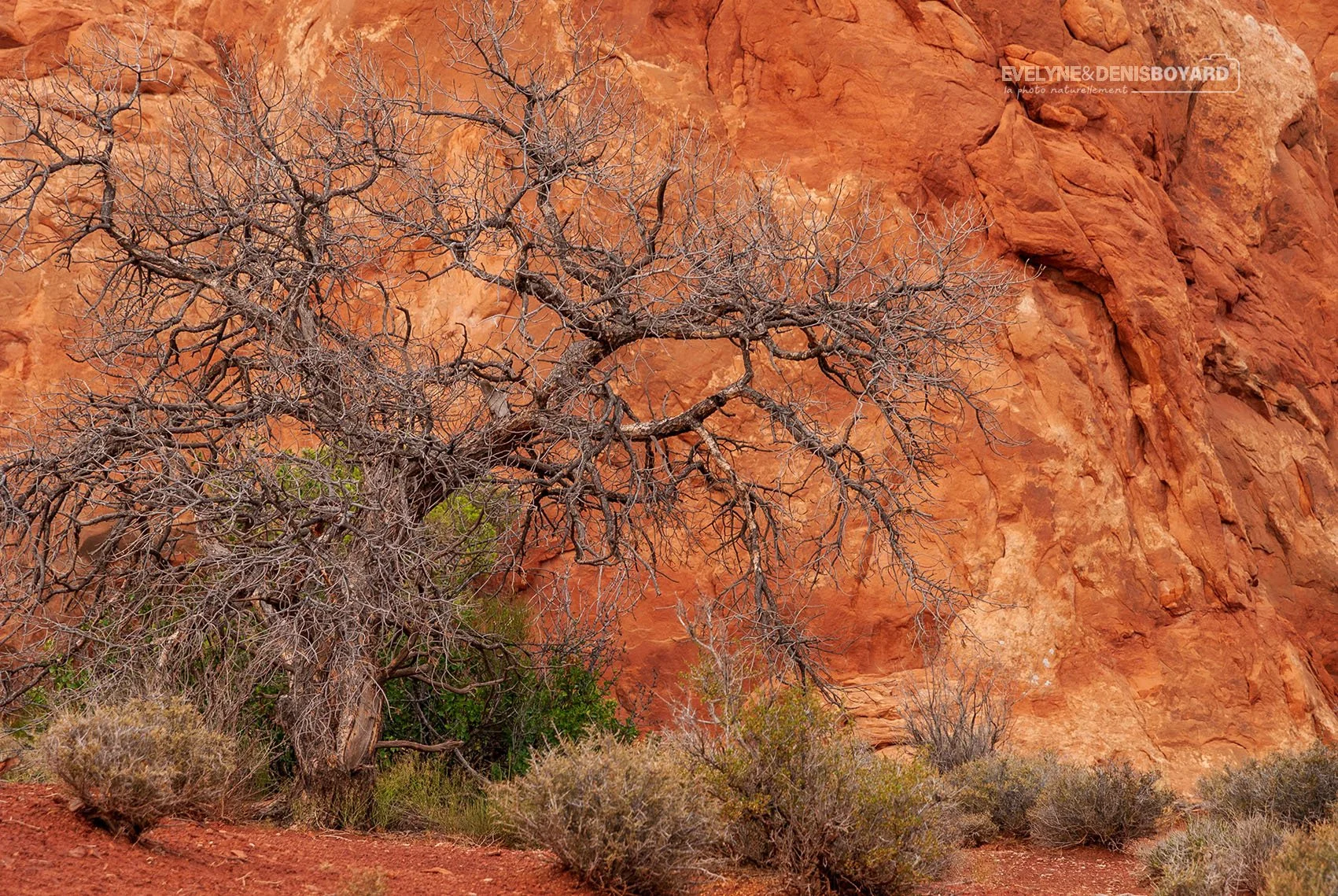 Pin brûlé dans le parc national des Arches (Utah).