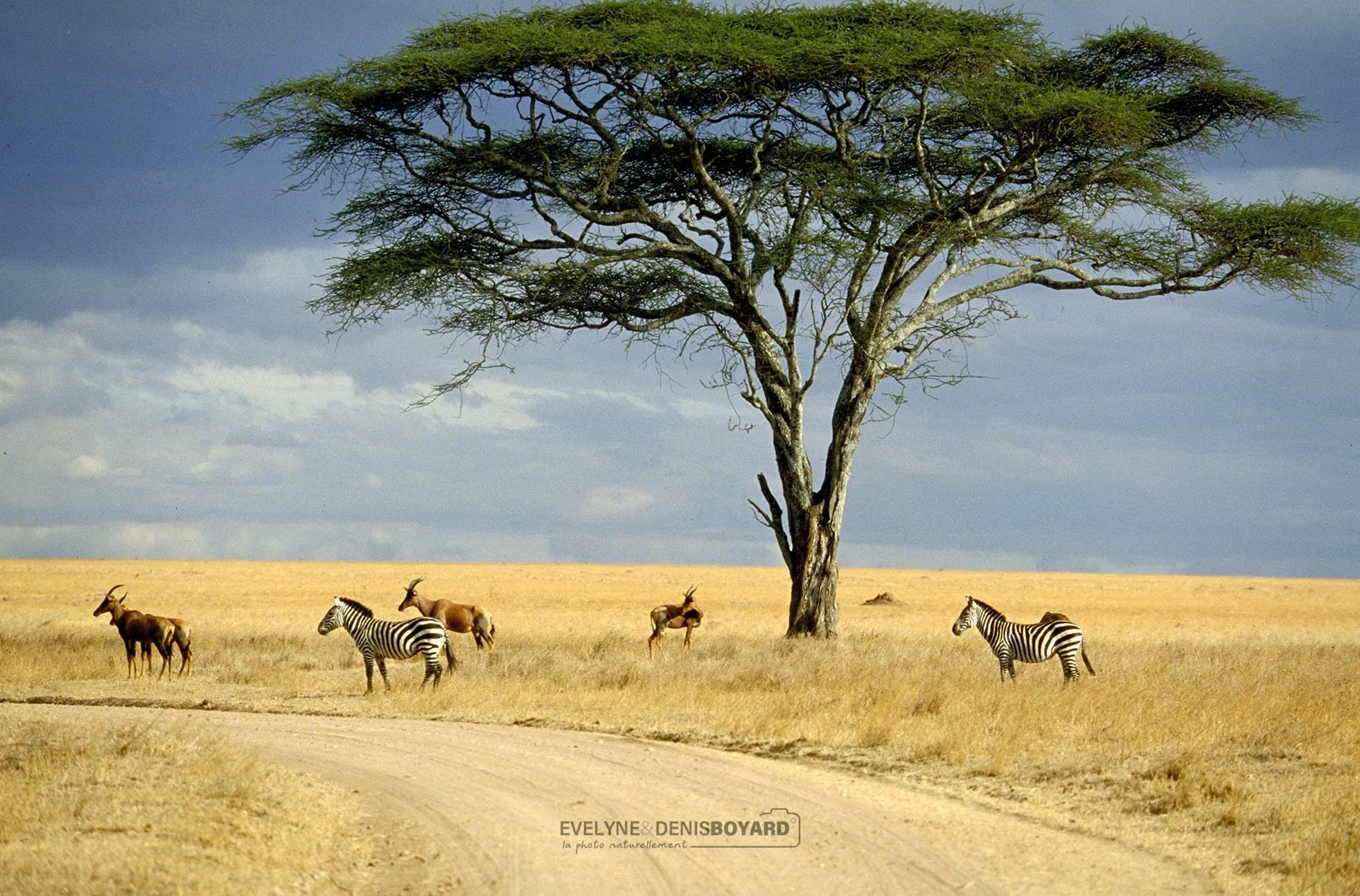 Tanzanie