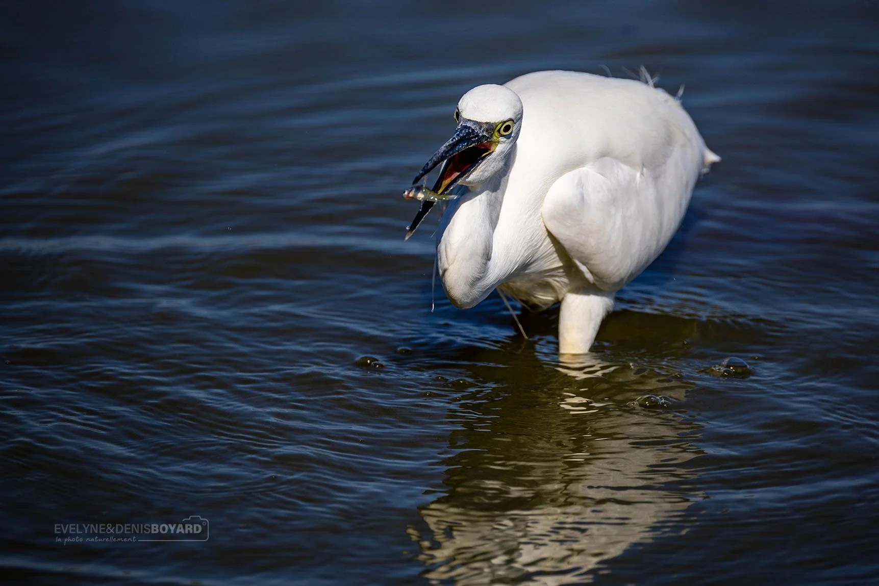 Pêche de l'aigrette garzette.