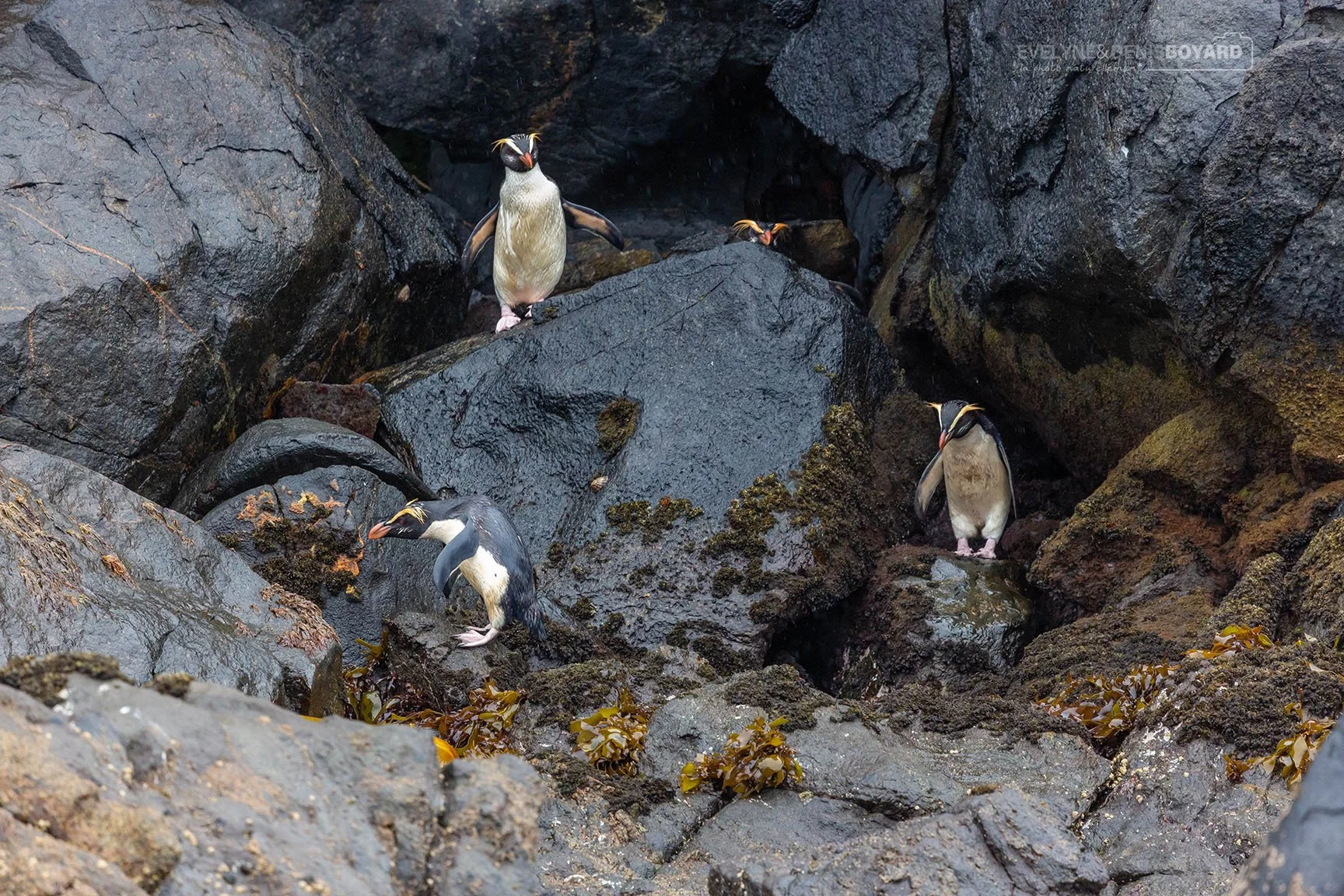 Manchots gorfous du Fjordland.