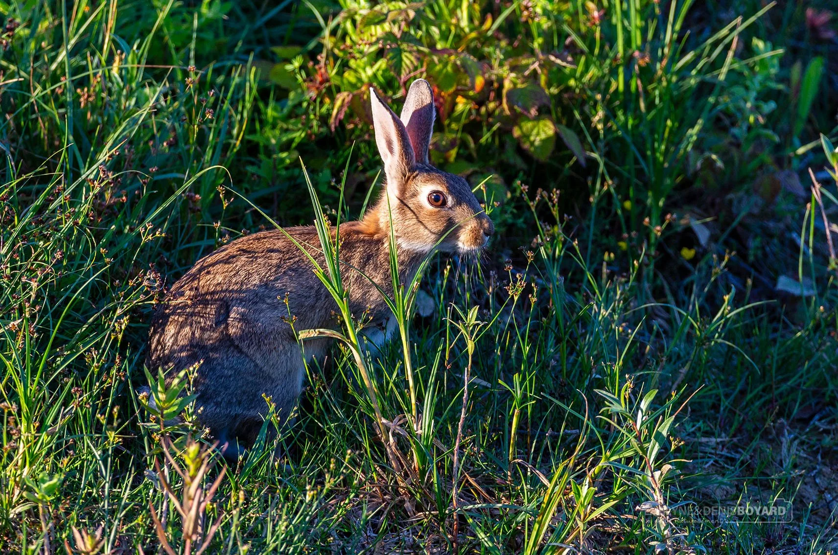 Lapin de garenne.