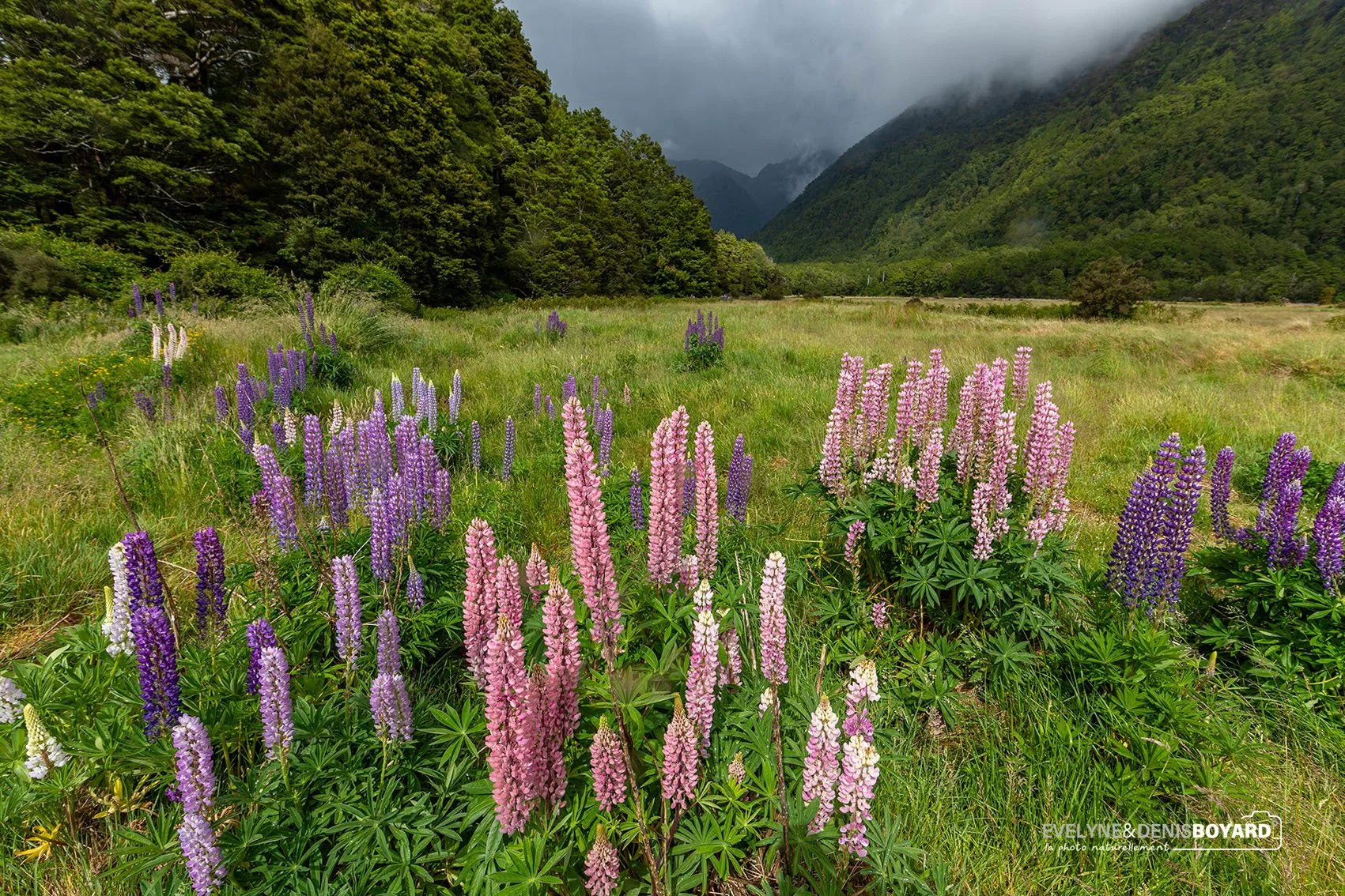 Lupins dans le Fjordland.