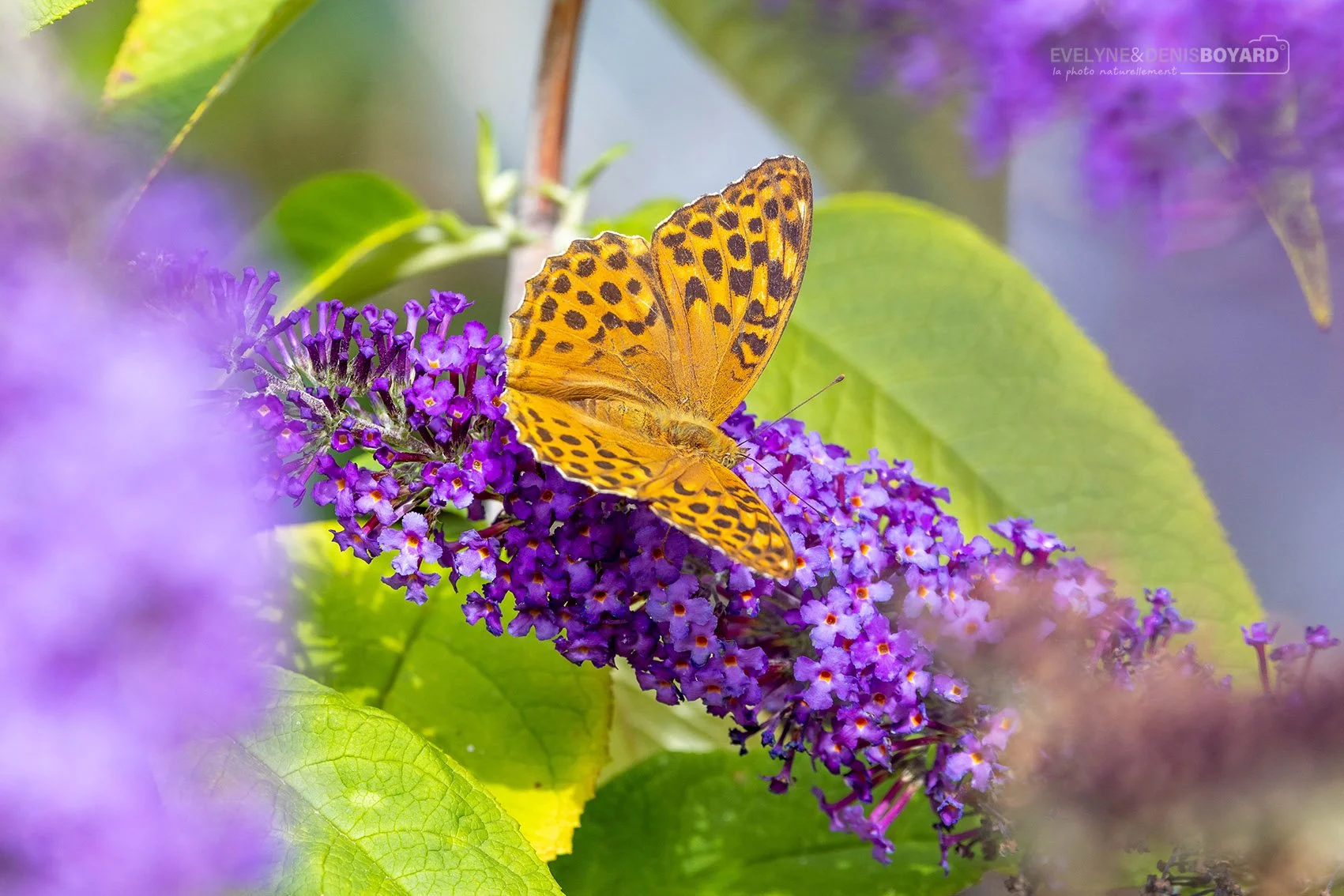 Papillon Tabac d'Espagne.