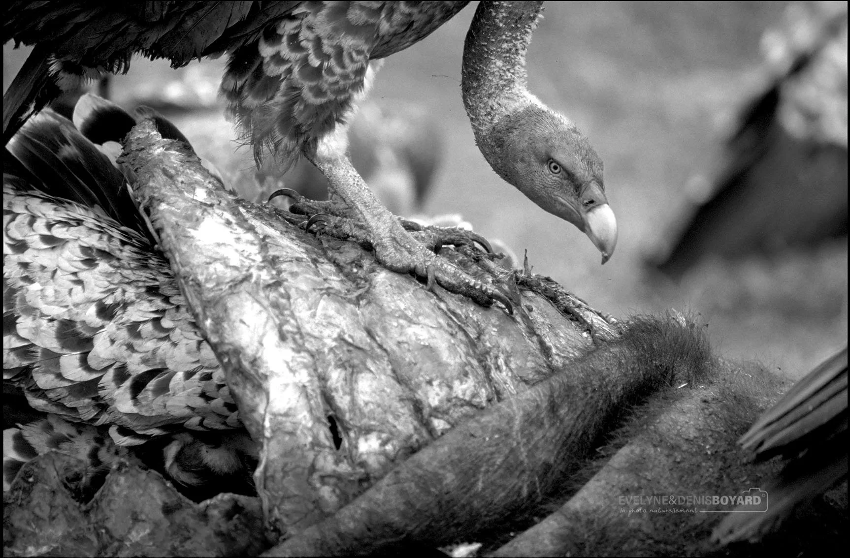 Vautour de Rüppell sur la carcasse d'un buffle.
