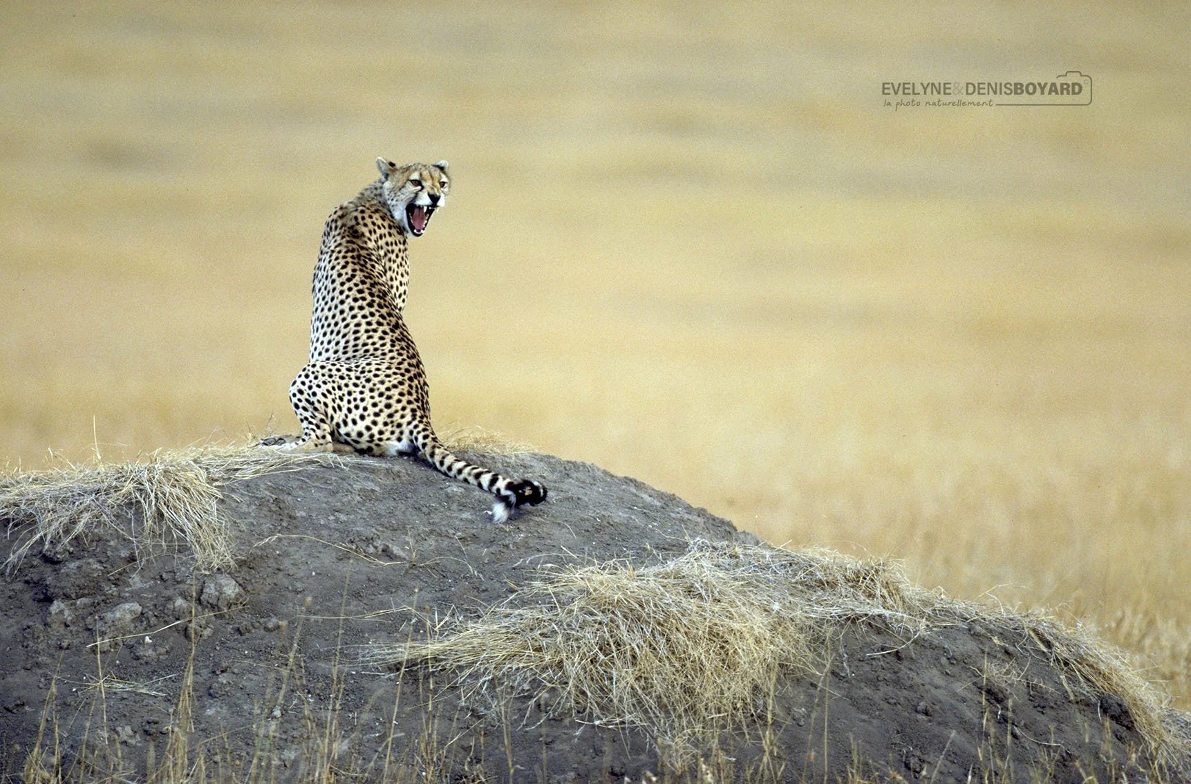 Bâillement d'un guépard.
