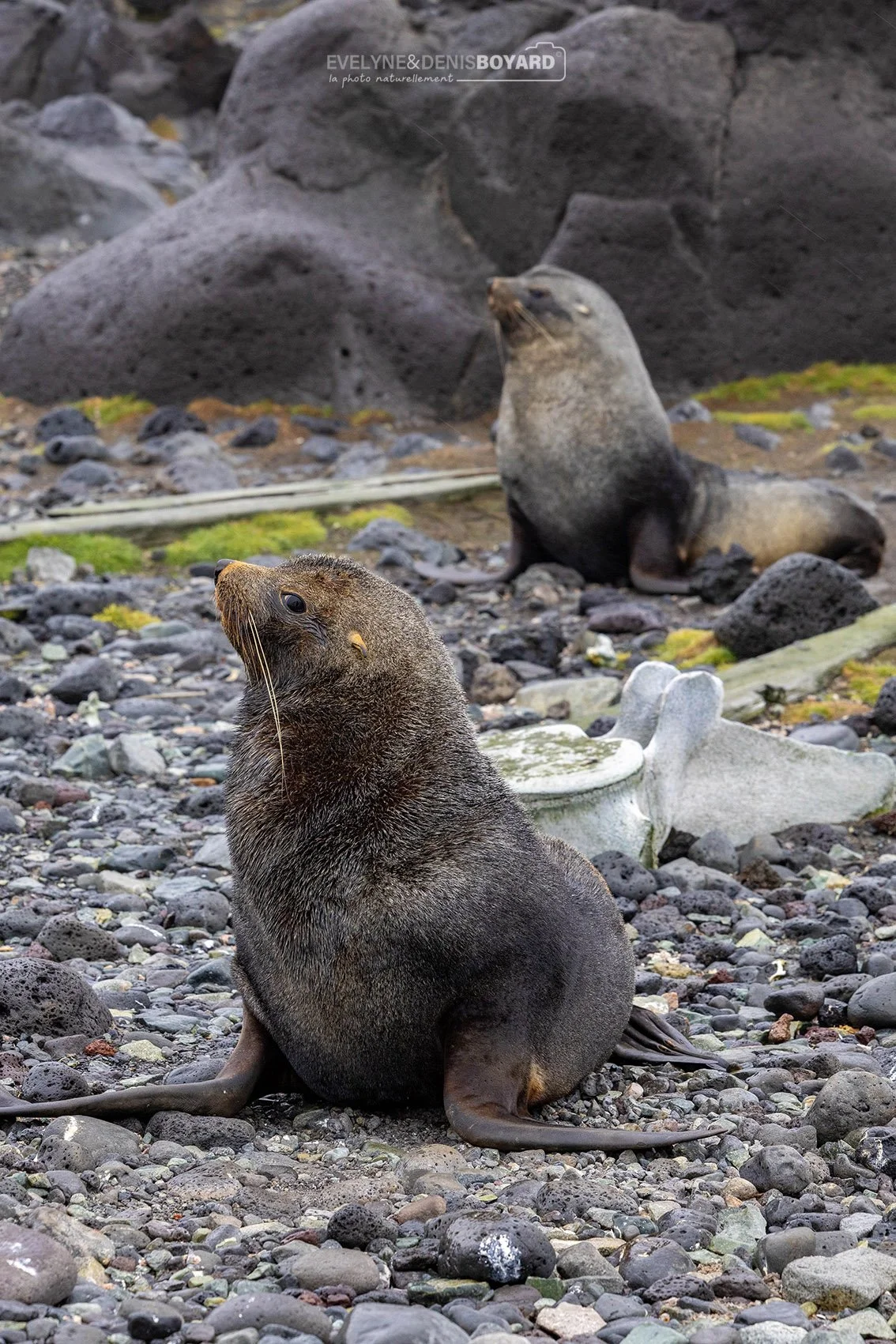 Otaries à fourrure, avec, sur le rivage, des ossements de baleine, Penguin Island.