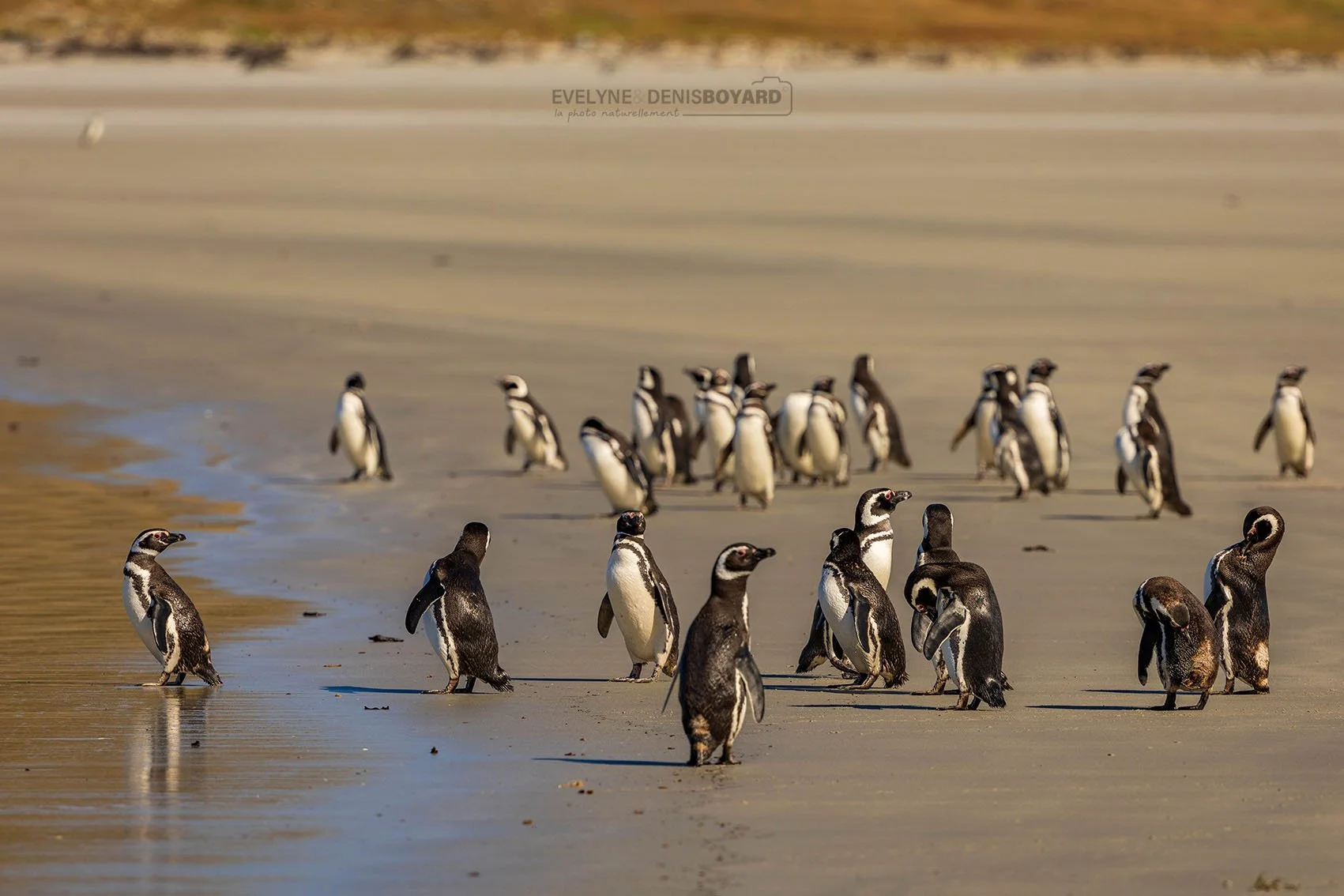 Groupe de manchots de Magellan.