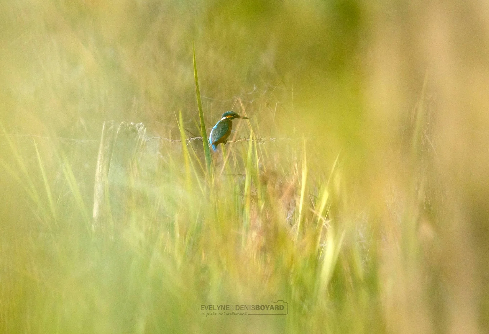 Martin-pêcheur dans la roselière.