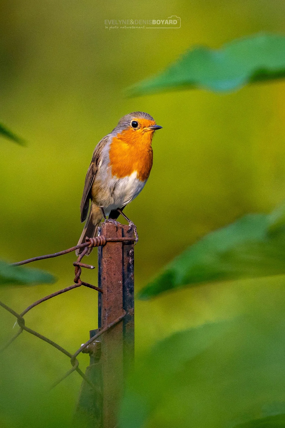Rouge-gorge dans un jardin.