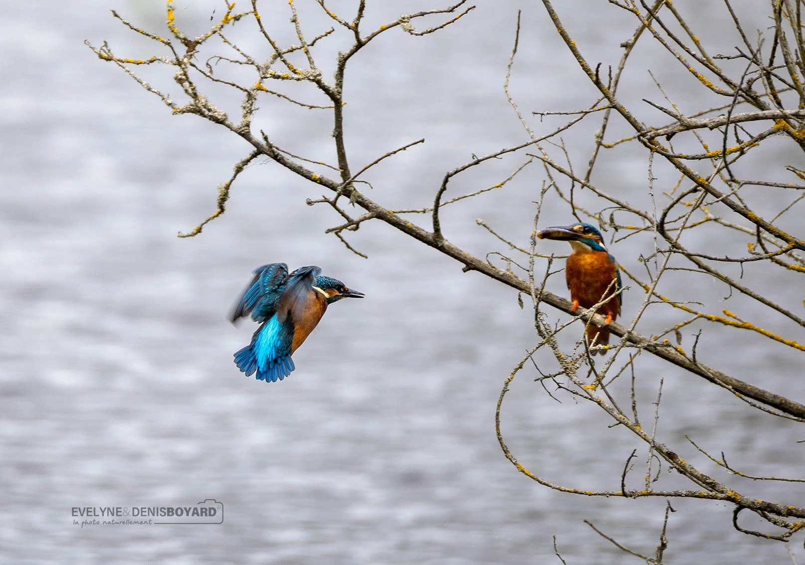 Couple de martins-pêcheurs.