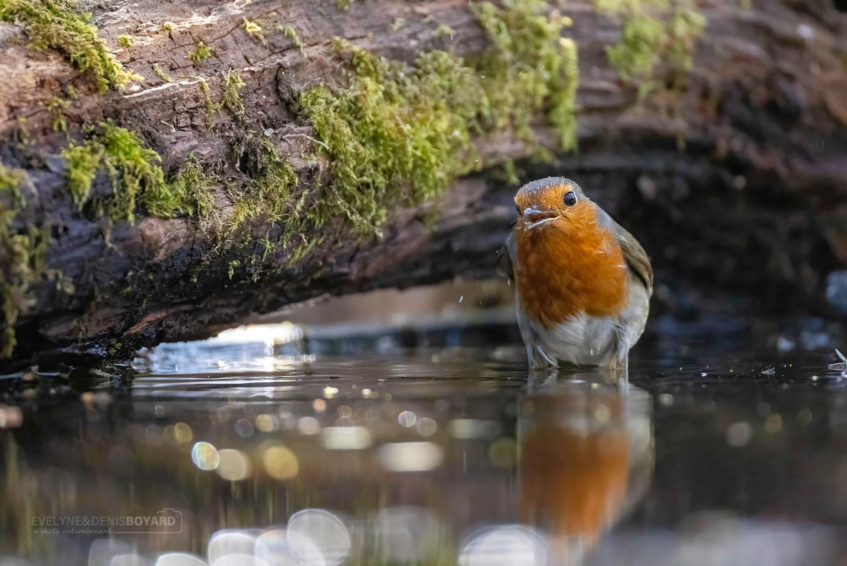 Le bain d'un rouge-gorge.