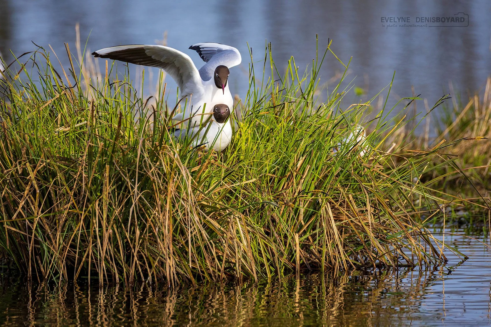 Accouplement de mouettes rieuses.