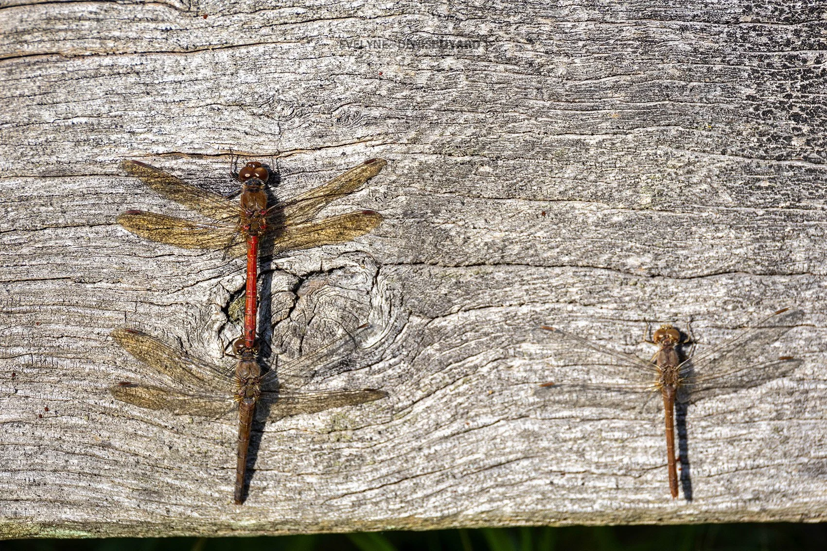 Accouplement de sympètres rouges (à gauche) et un orthétrum bleuissant femelle (à droite).