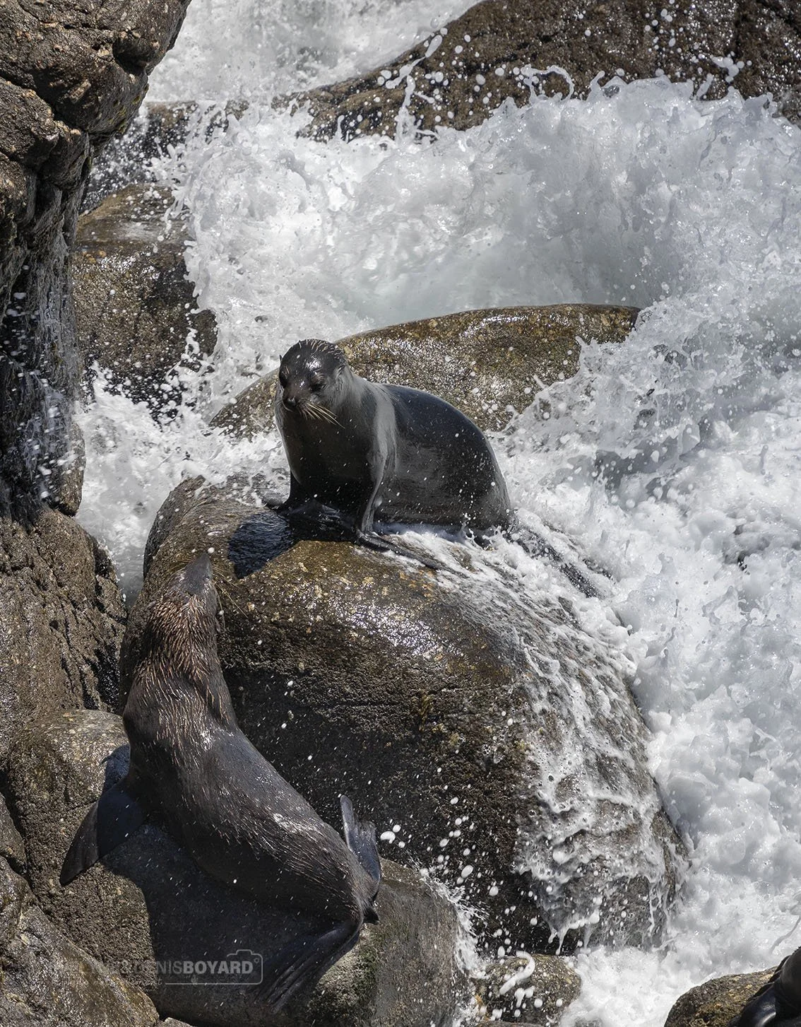 Otaries à fourrure néo-zélandaises.